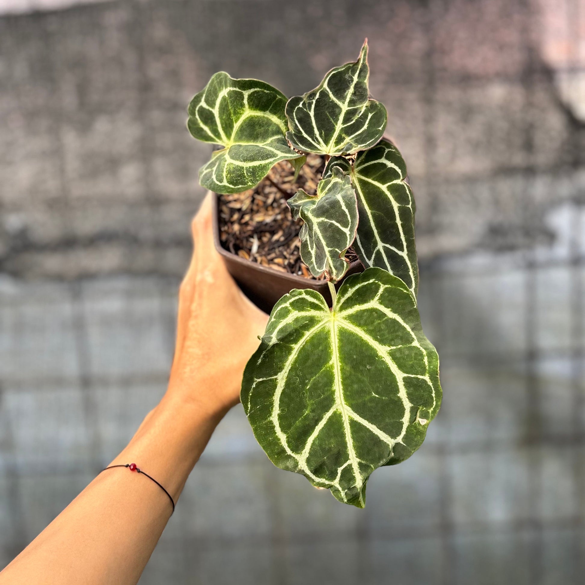 Anthurium Crystallinum Orochi — rare Indonesian plant
