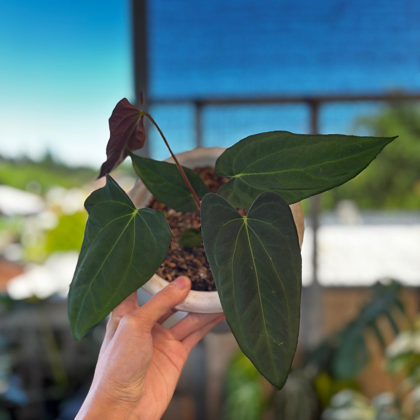 Anthurium Fort Sherman Seed