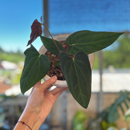 Anthurium Fort Sherman Seed - Indonesian Rare Plants