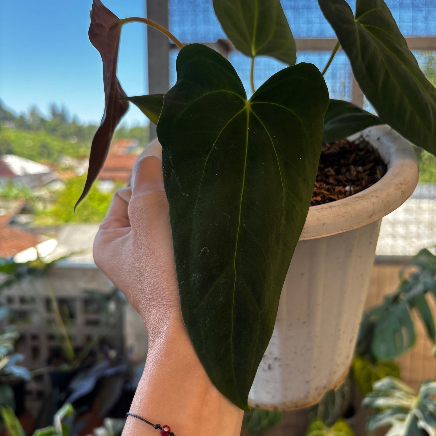 Anthurium Fort Sherman Seed