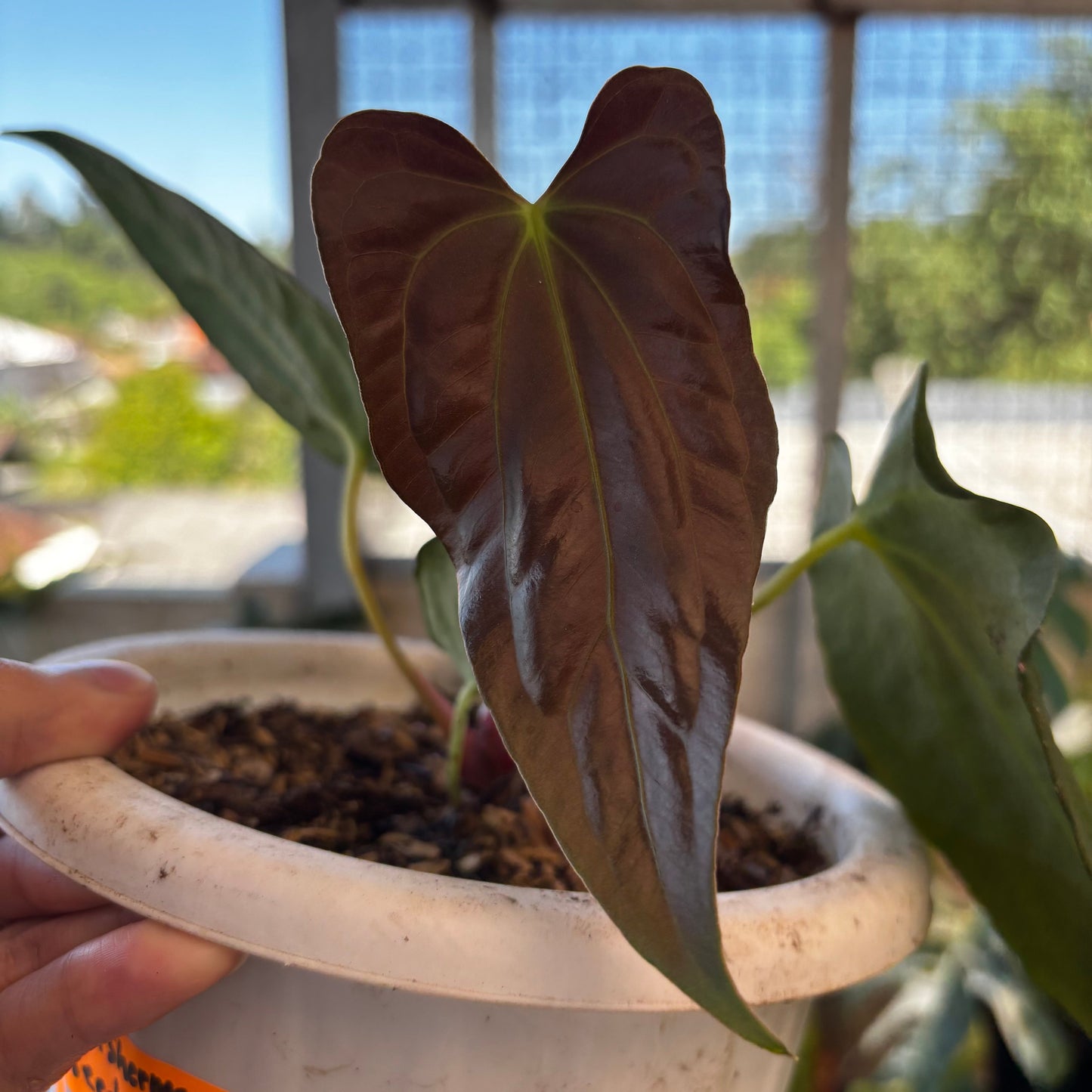 Anthurium Fort Sherman Seed