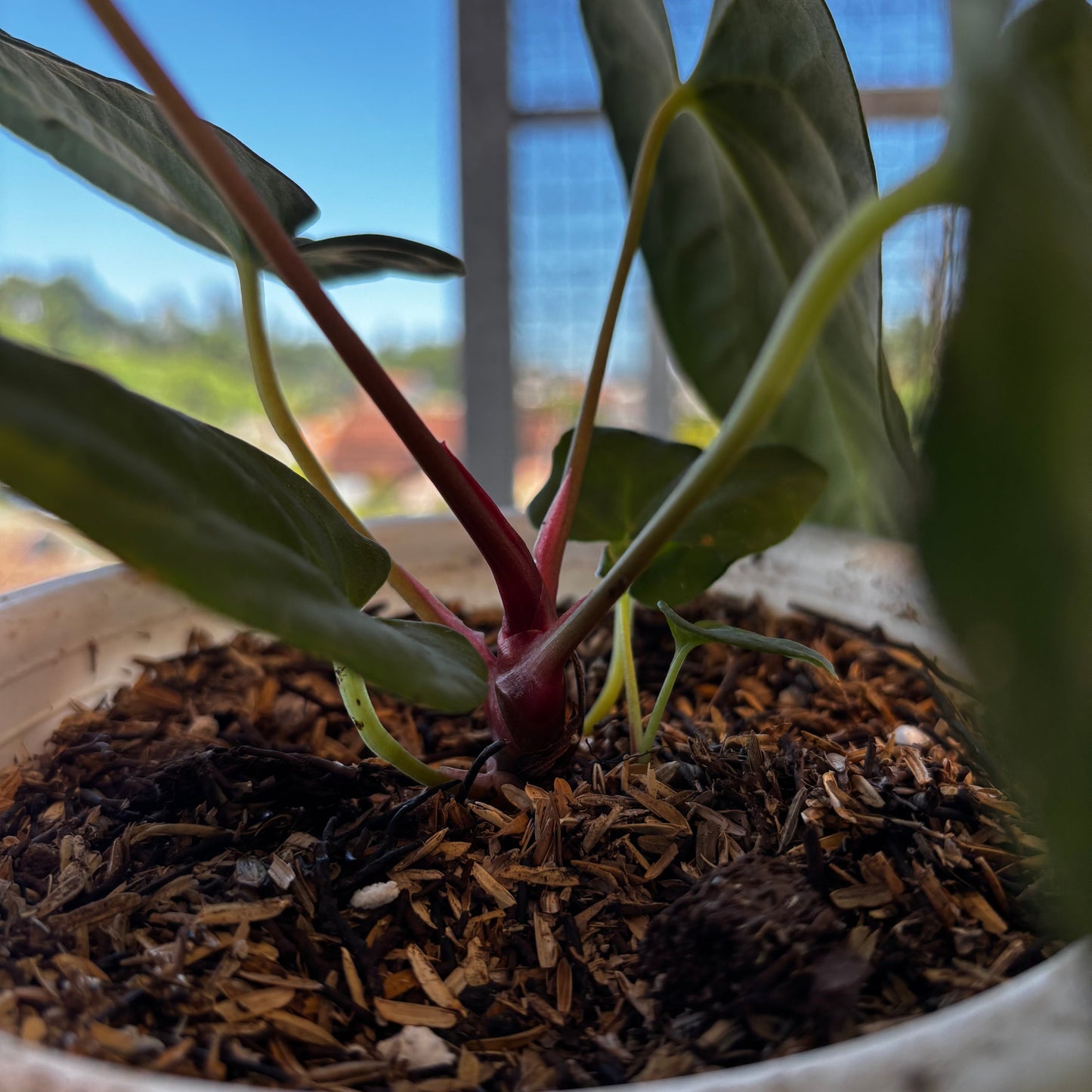 Anthurium Fort Sherman Seed
