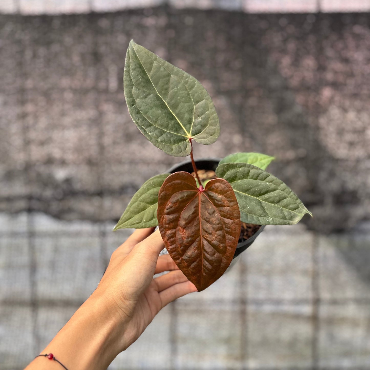 Anthurium Night Queen x Red Crystallinum — rare Indonesian plant