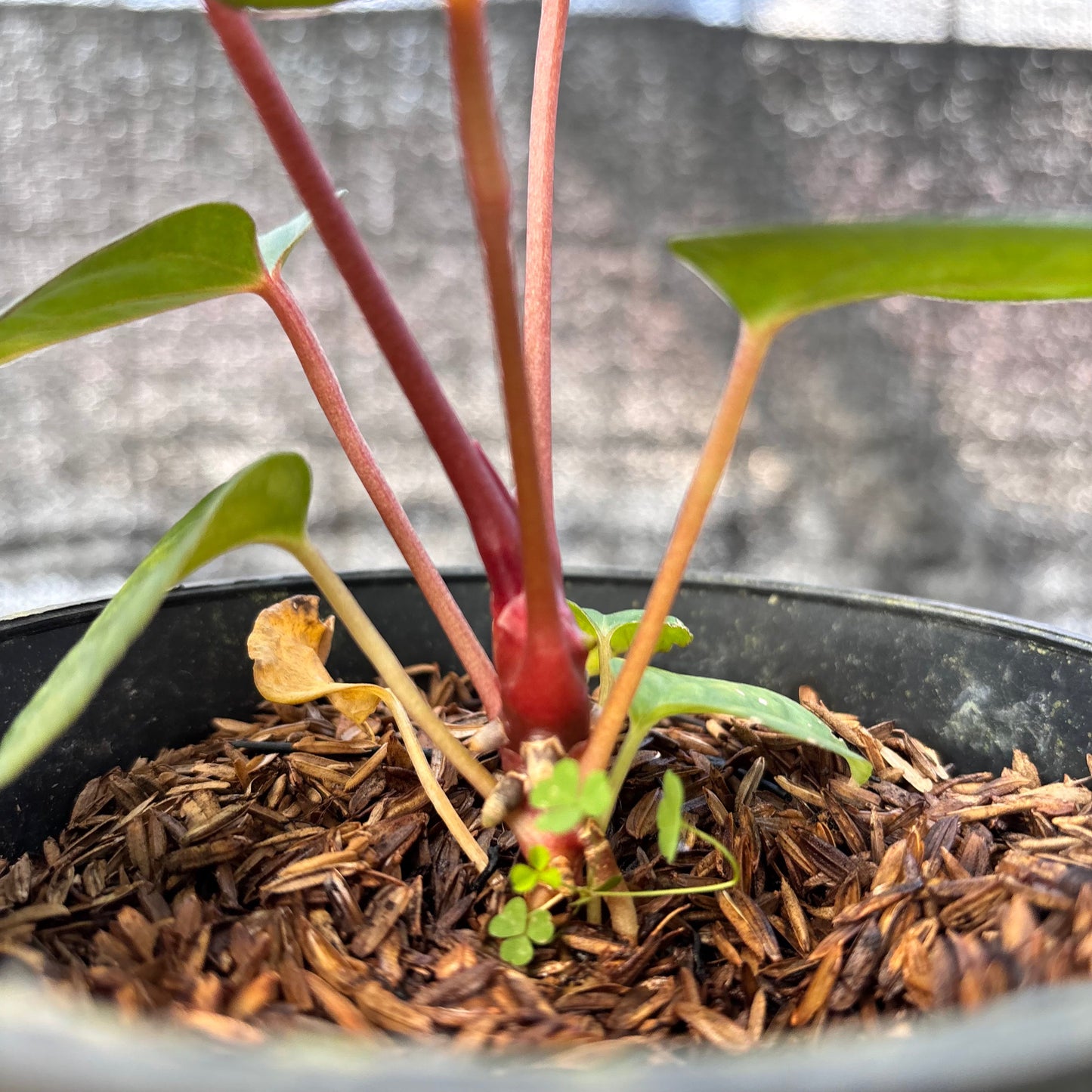 Anthurium Night Queen x Red Crystallinum — photo 5