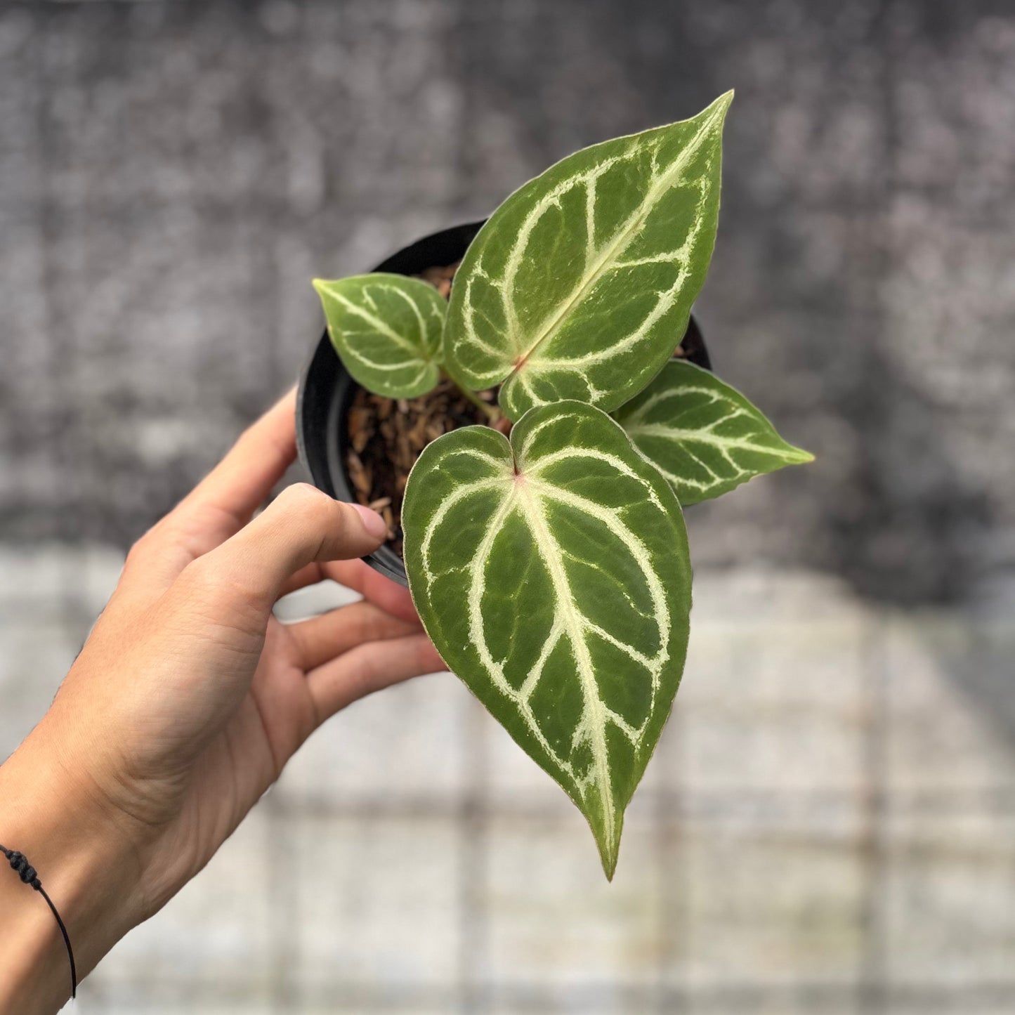 Anthurium HU x Red Crystallinum — rare Indonesian plant