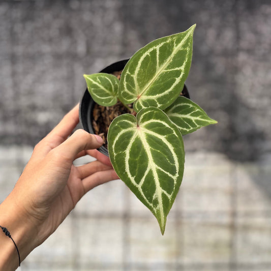 Anthurium HU x Red Crystallinum — rare Indonesian plant