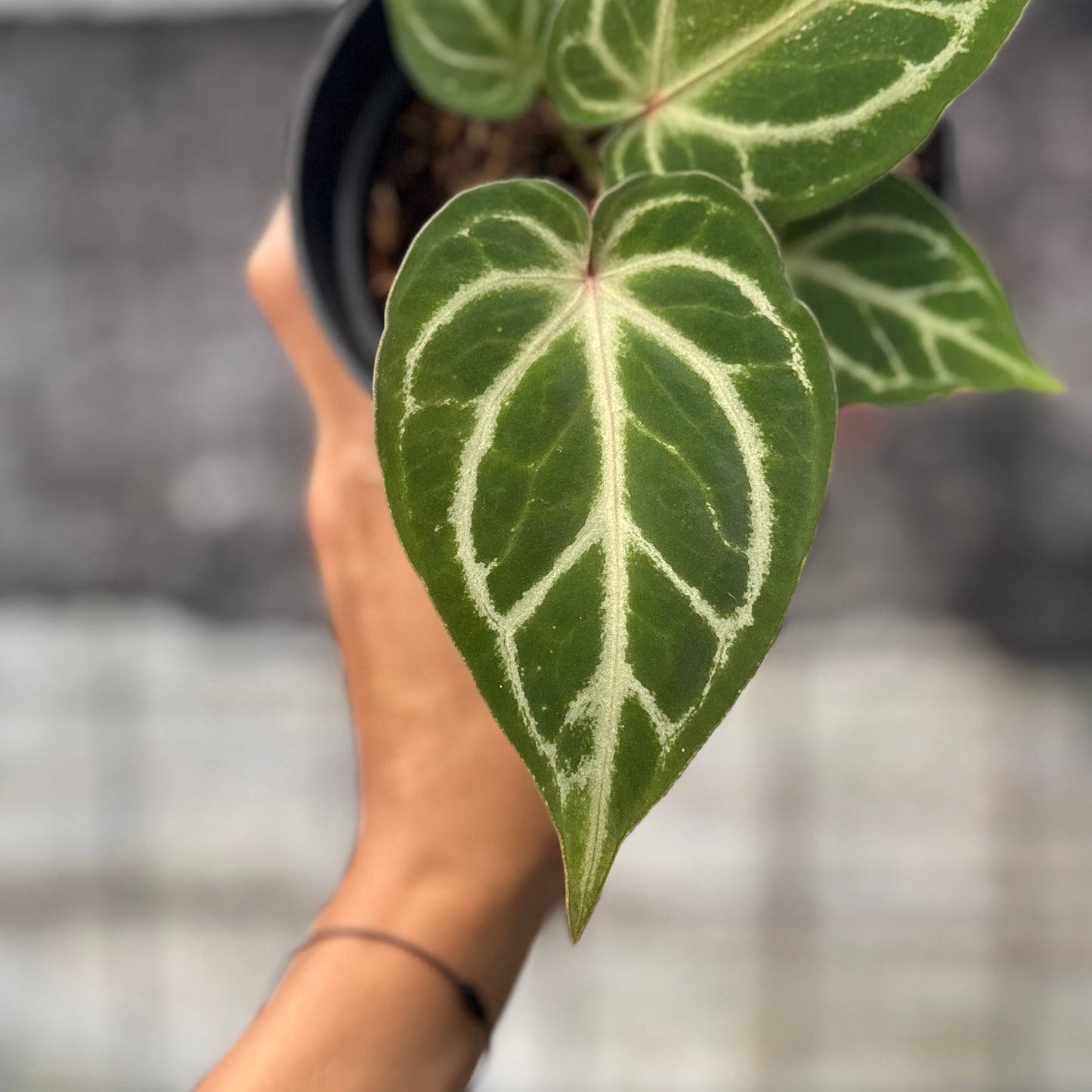 Anthurium HU x Red Crystallinum — photo 2