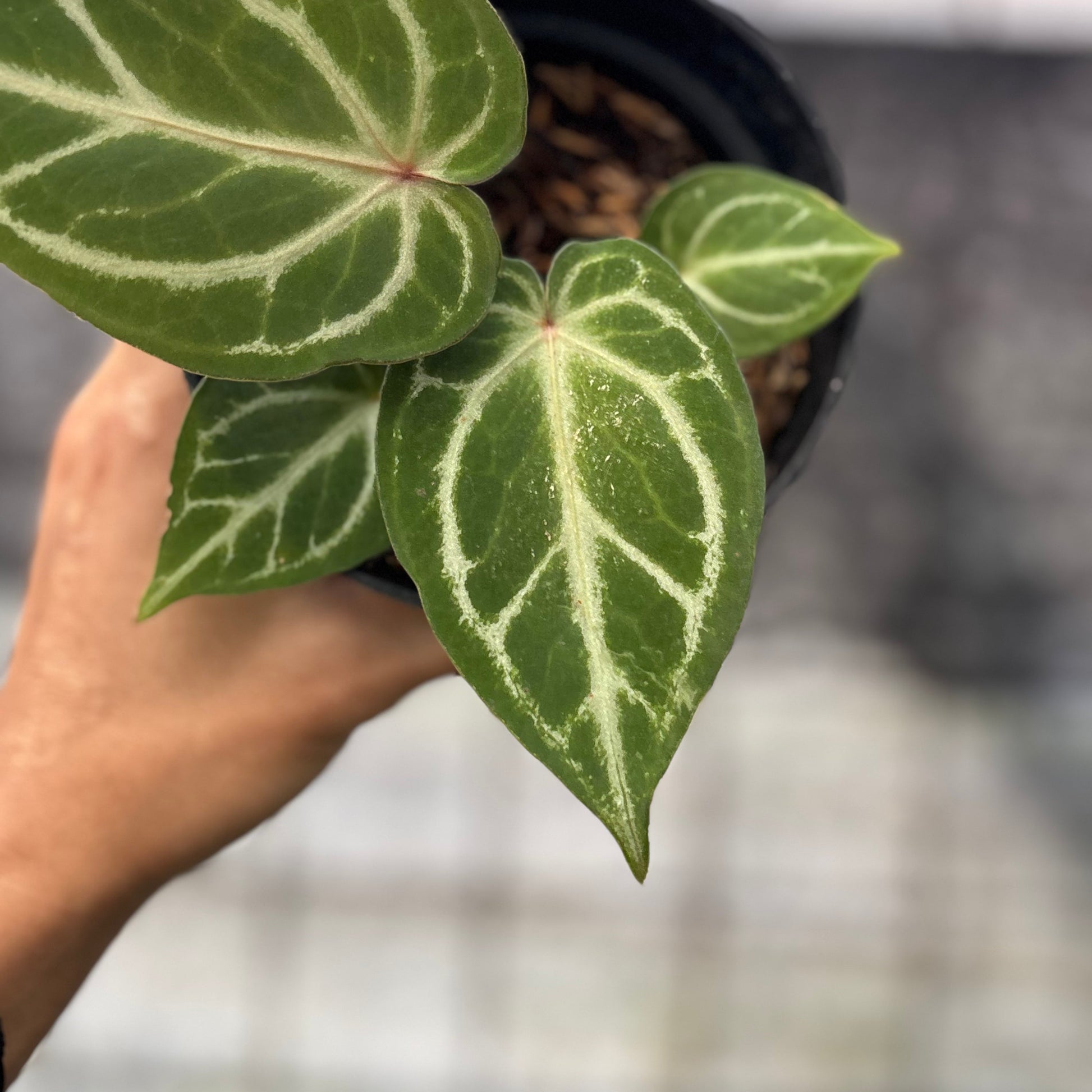 Anthurium HU x Red Crystallinum — photo 3