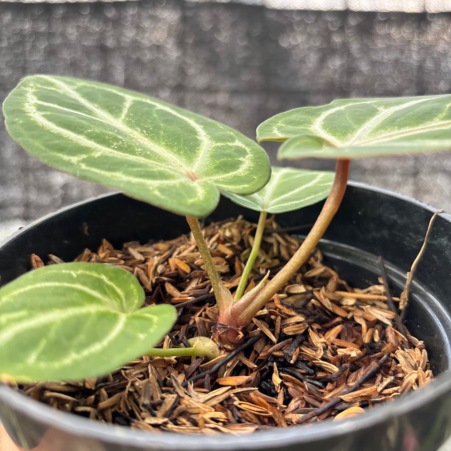 Anthurium HU x Red Crystallinum — photo 4