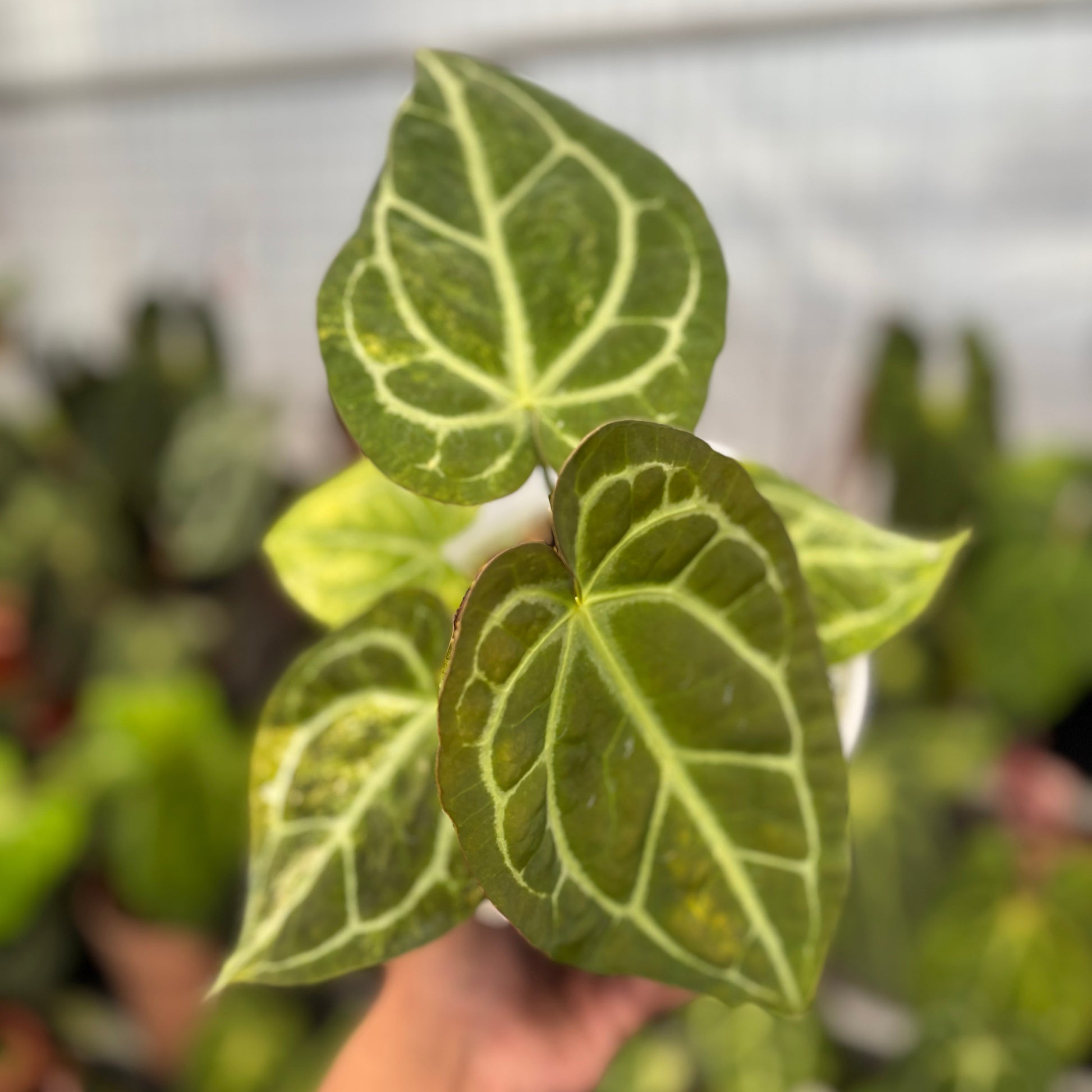 Anthurium Forgetti Variegated x Angela x Black Widow - Indonesian Rare Plants
