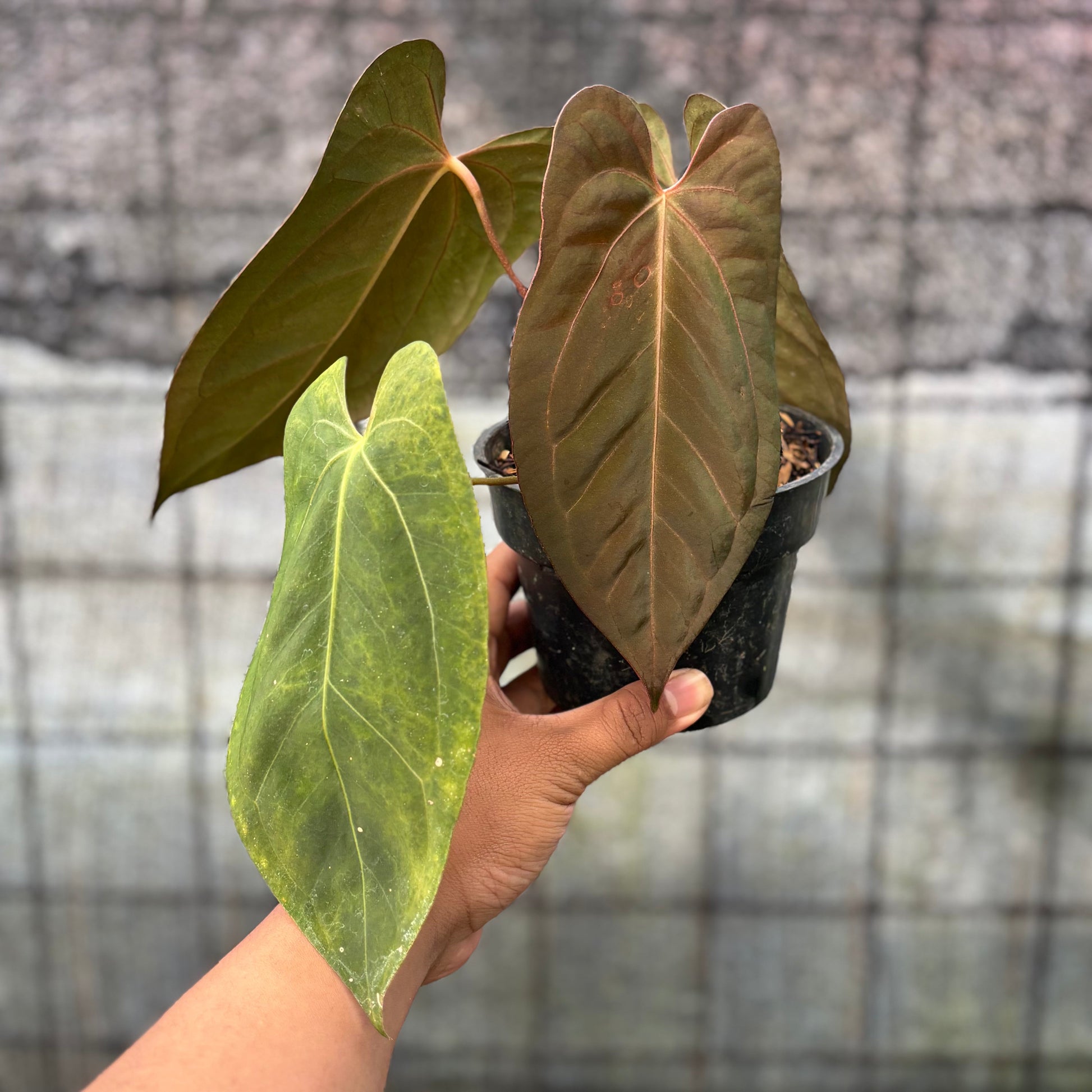 Anthurium Xone x Papillilaminum — rare Indonesian plant