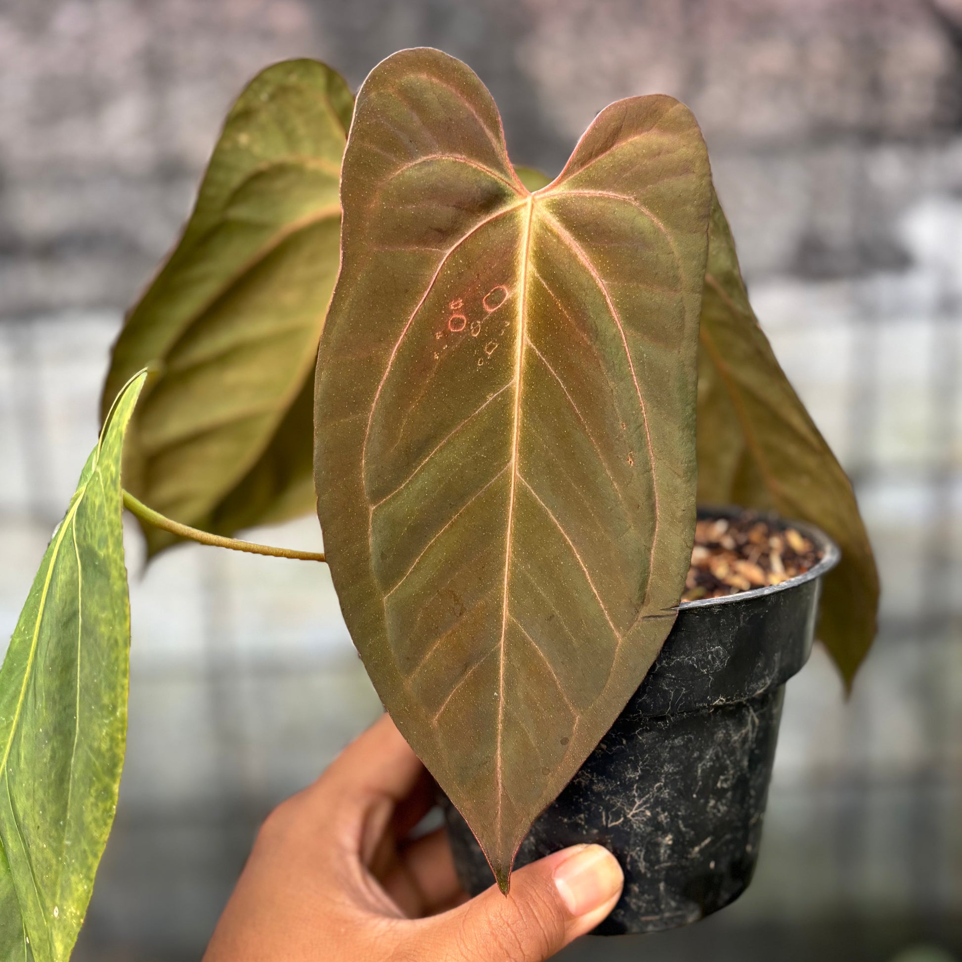 Anthurium Xone x Papillilaminum — photo 2