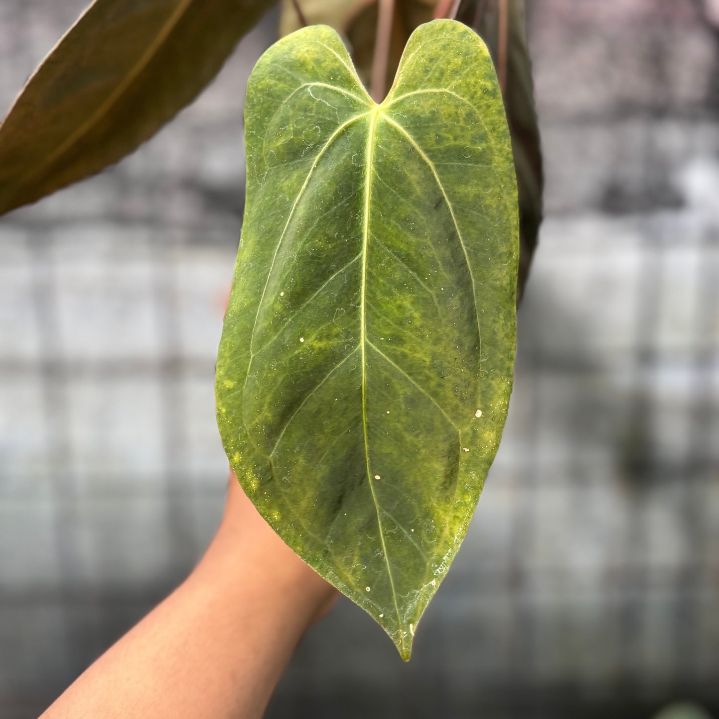 Anthurium Xone x Papillilaminum — photo 3