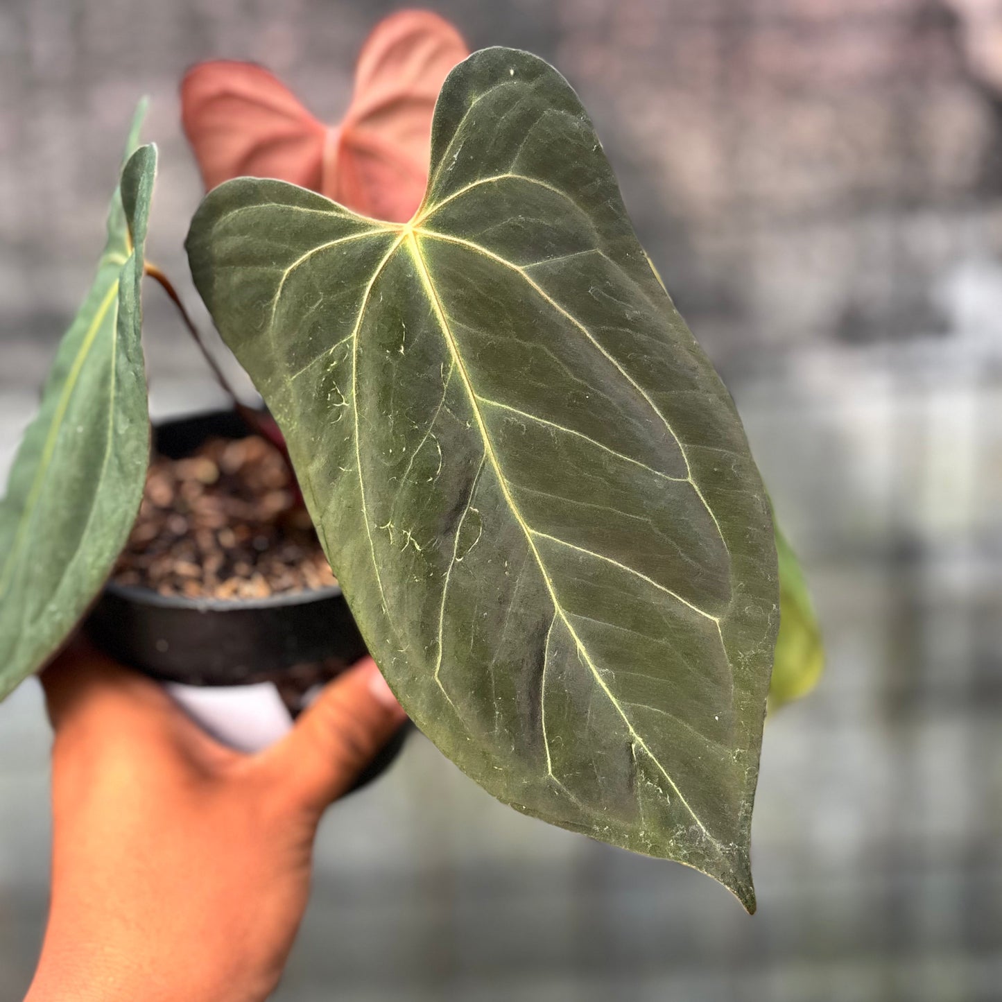 Anthurium Xone x Papillilaminum — photo 4