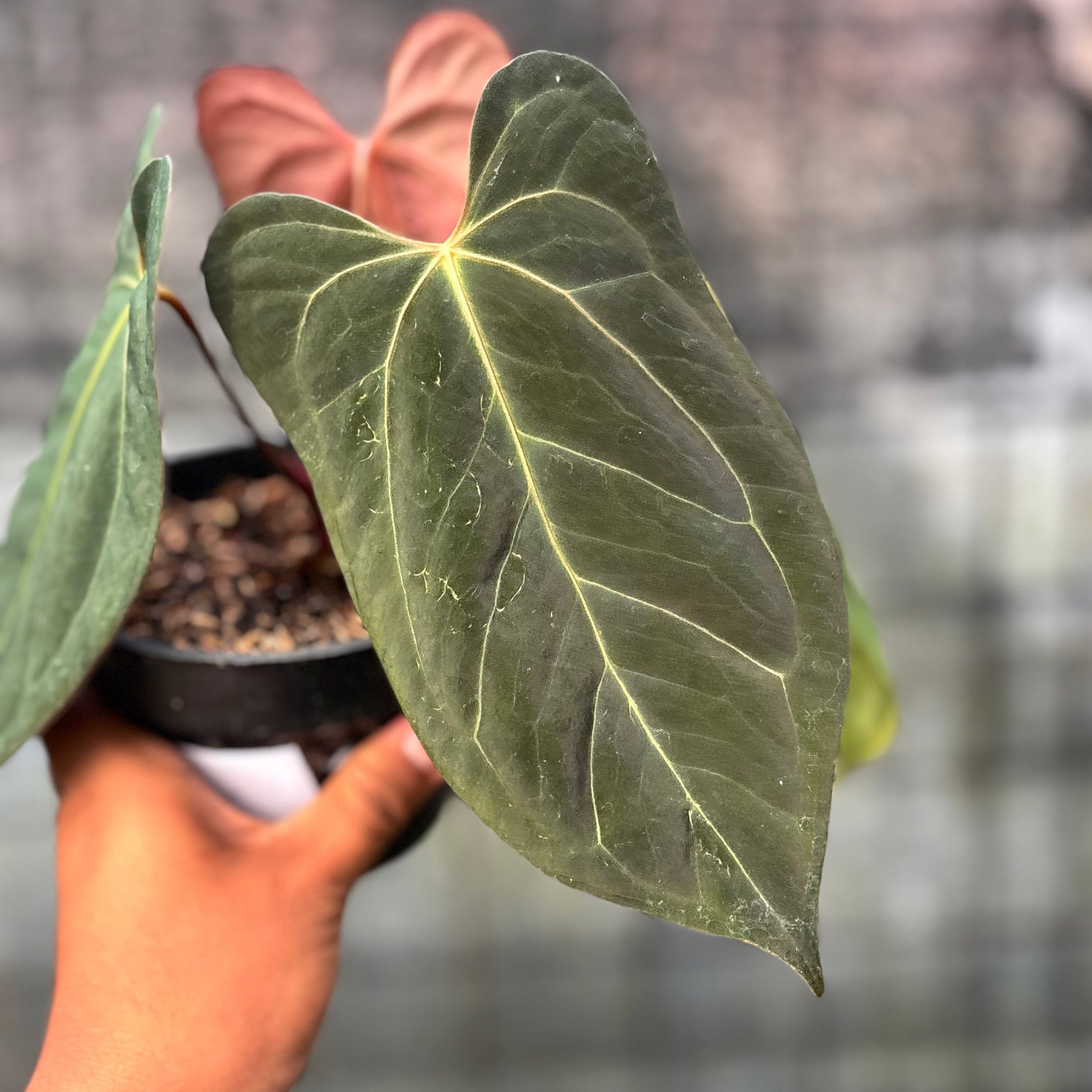 Anthurium Xone x Papillilaminum — photo 4