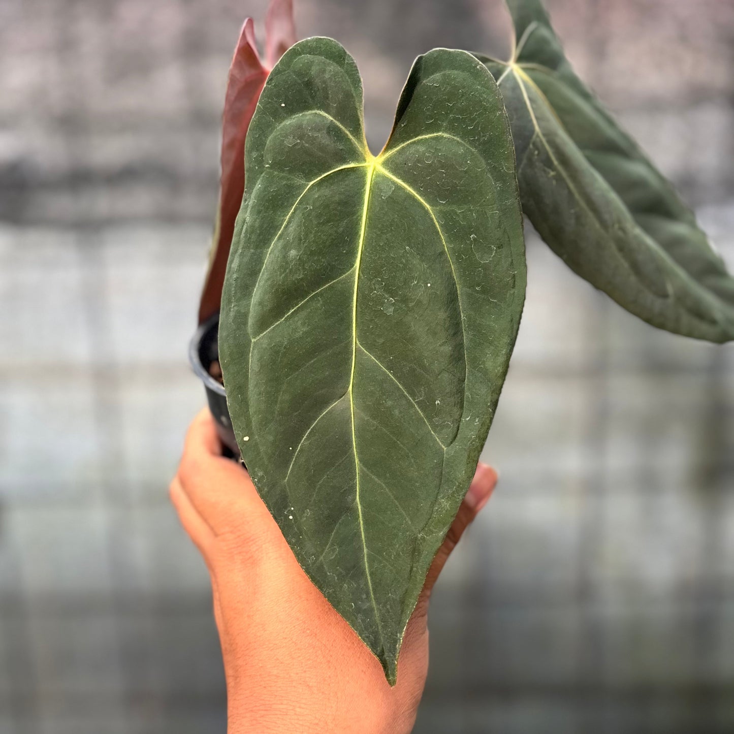 Anthurium Xone x Papillilaminum — photo 5