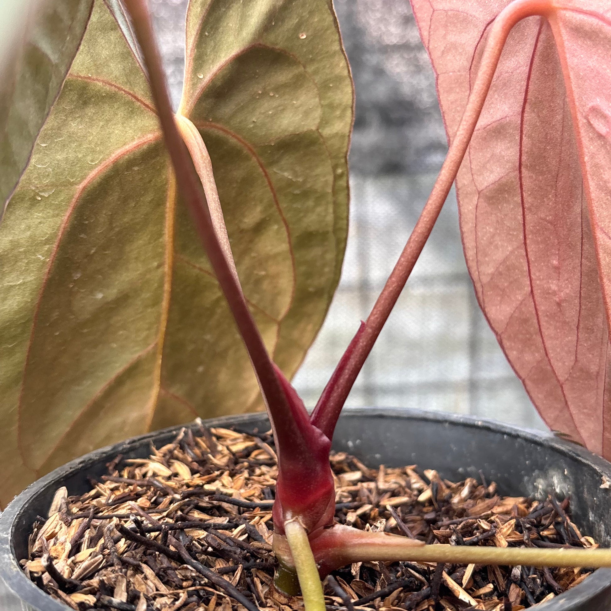 Anthurium Xone x Papillilaminum — photo 6