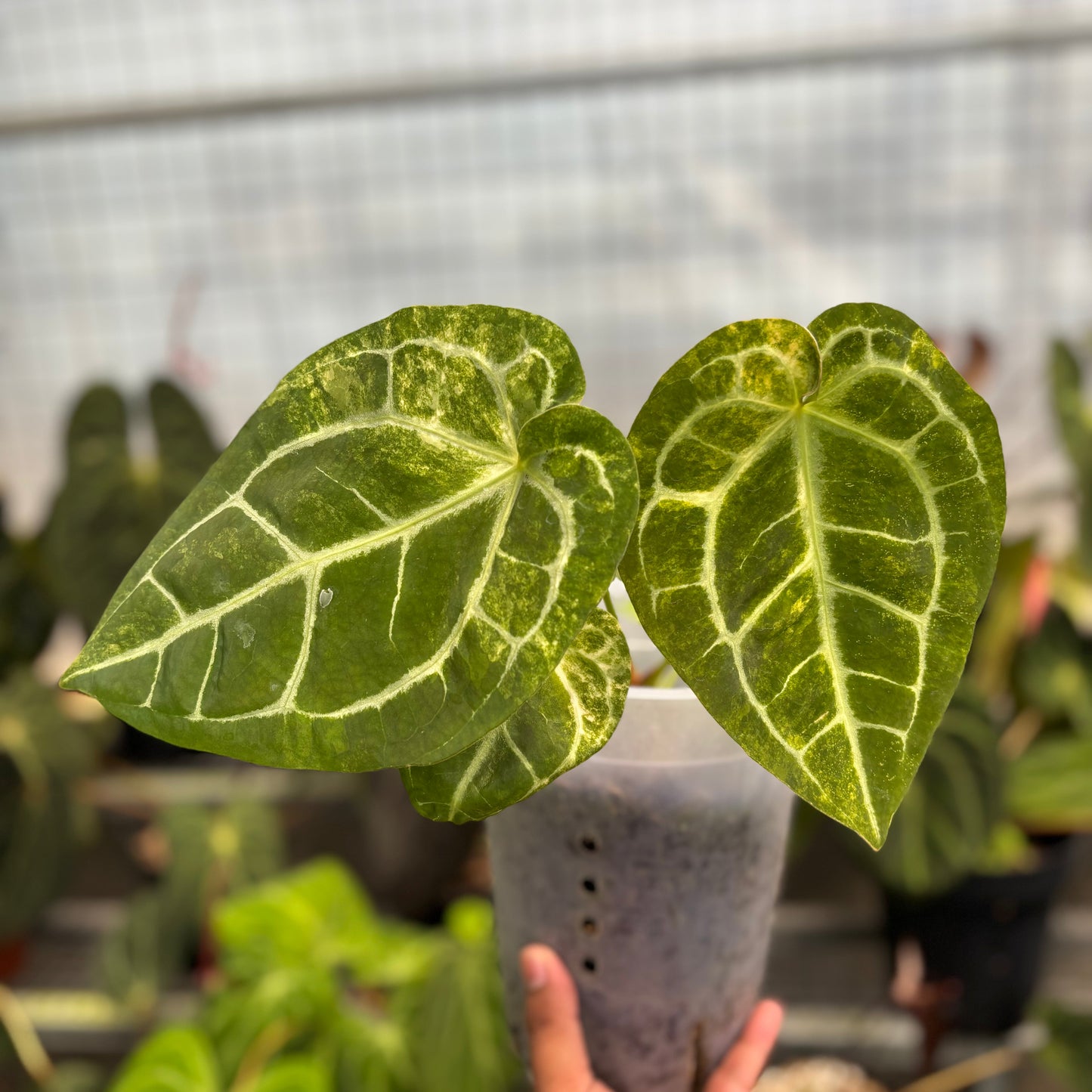 Anthurium Australian forgetii x (angela x black widow) - Indonesian Rare Plants