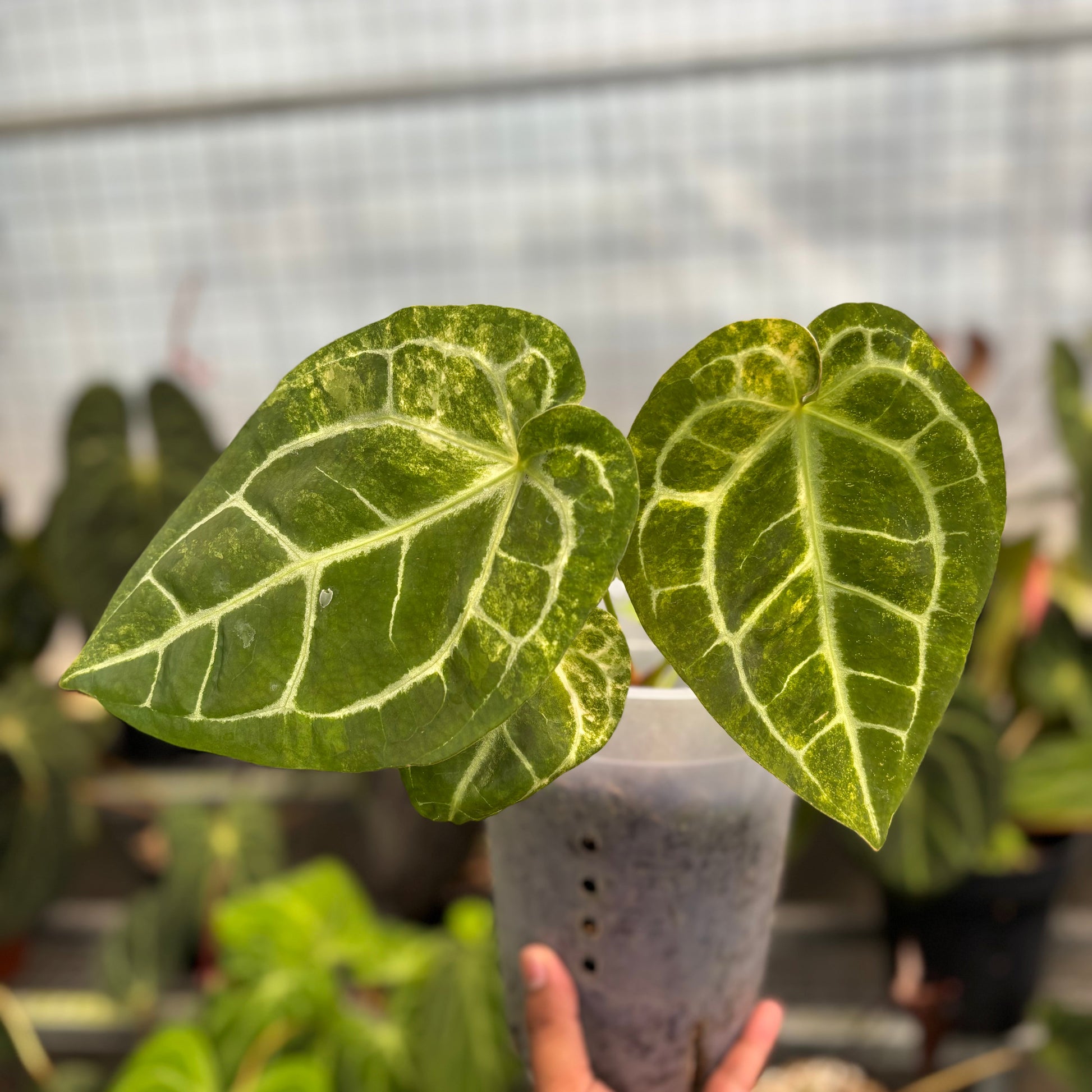 Anthurium Australian forgetii x (angela x black widow) - Indonesian Rare Plants