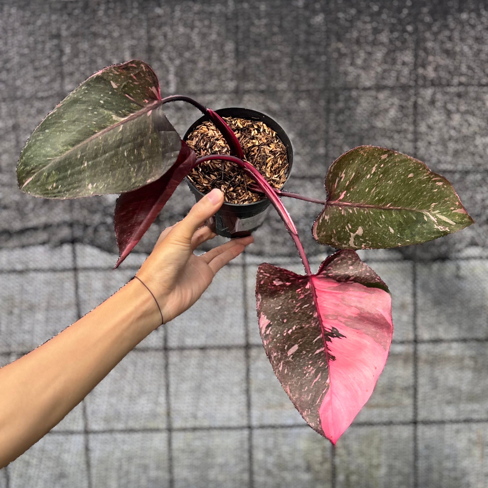 Philodendron Pink Princes Galaxy — rare Indonesian plant