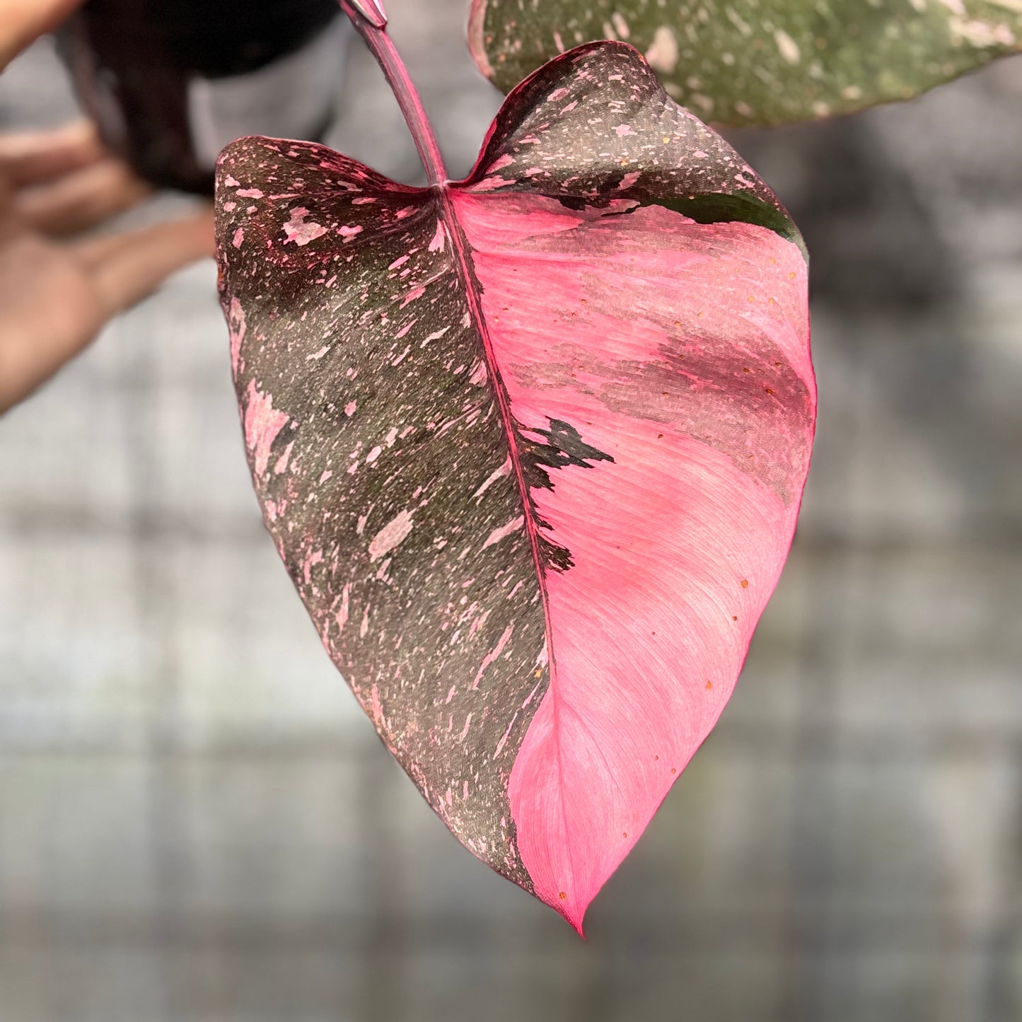 Philodendron Pink Princes Galaxy — photo 2