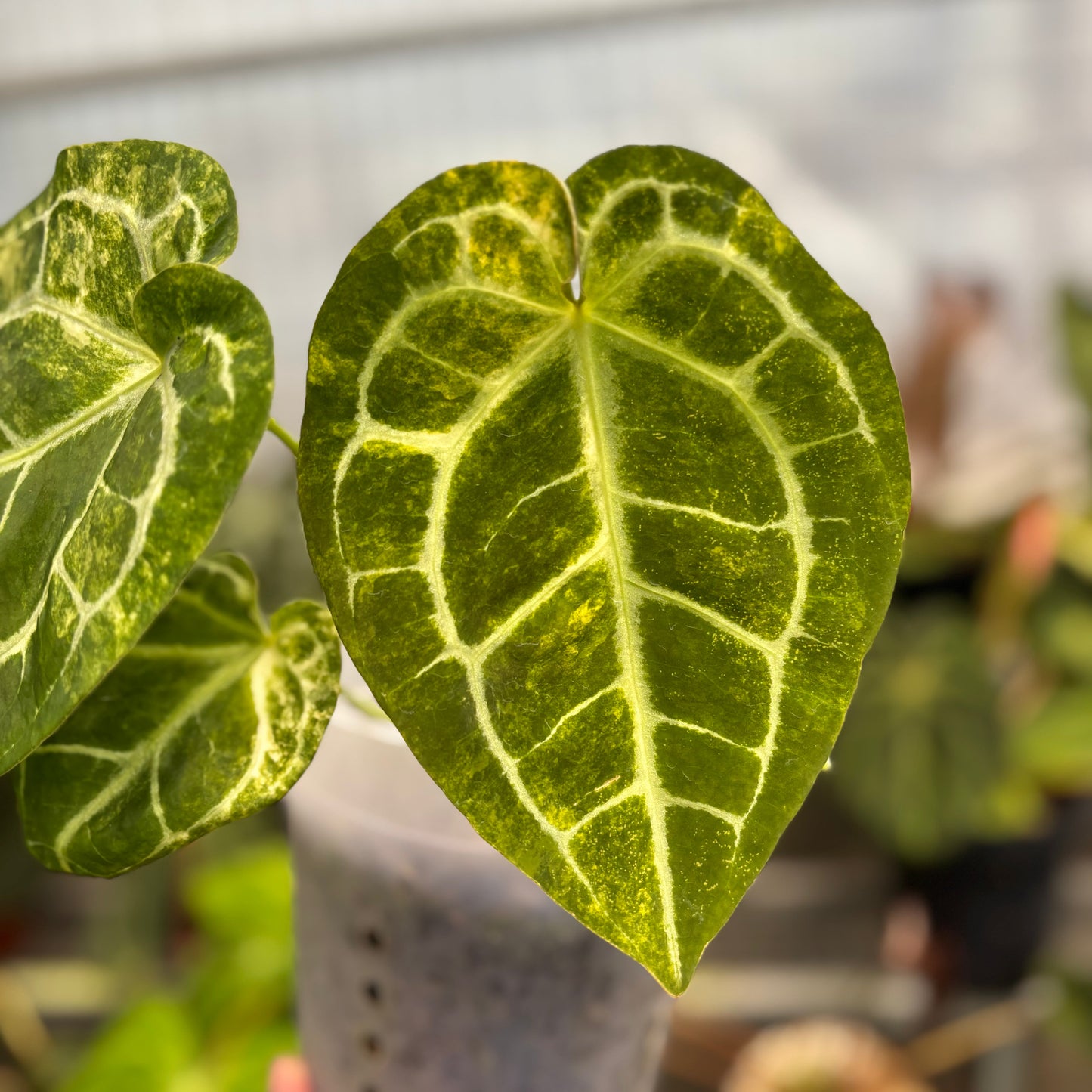 Anthurium Australian forgetii x (angela x black widow)