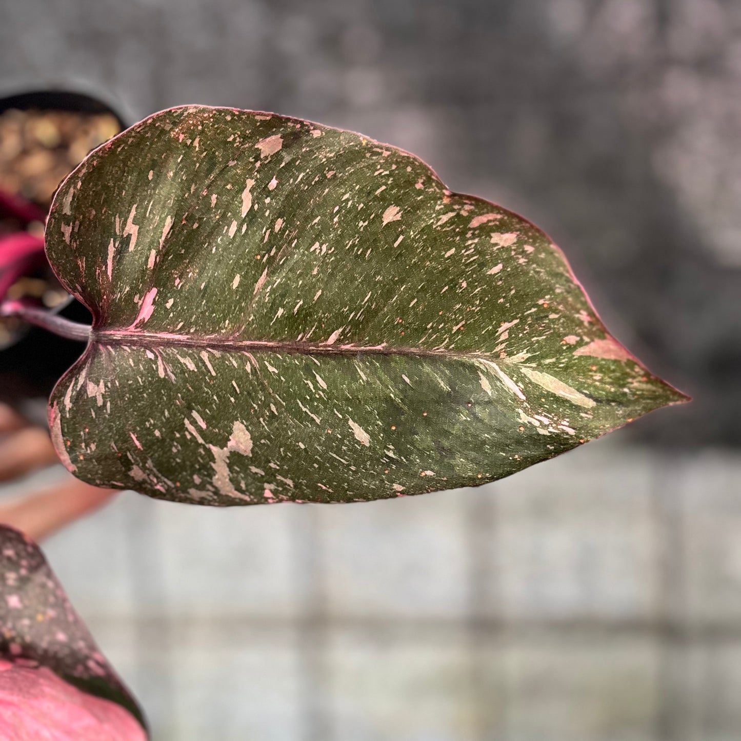 Philodendron Pink Princes Galaxy — photo 3