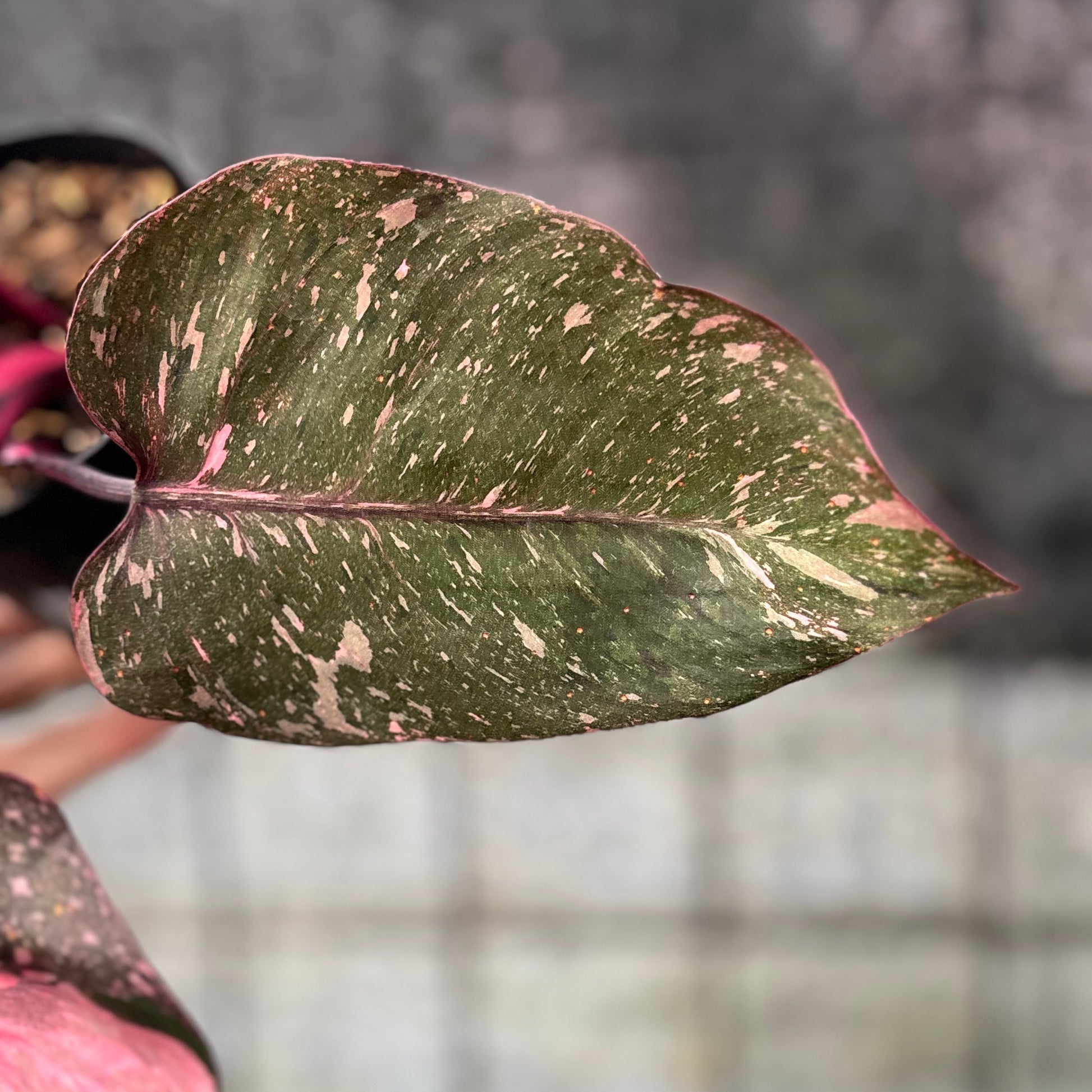 Philodendron Pink Princes Galaxy — photo 3