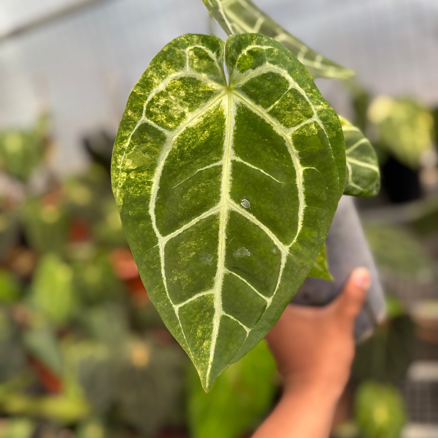 Anthurium Australian forgetii x (angela x black widow)