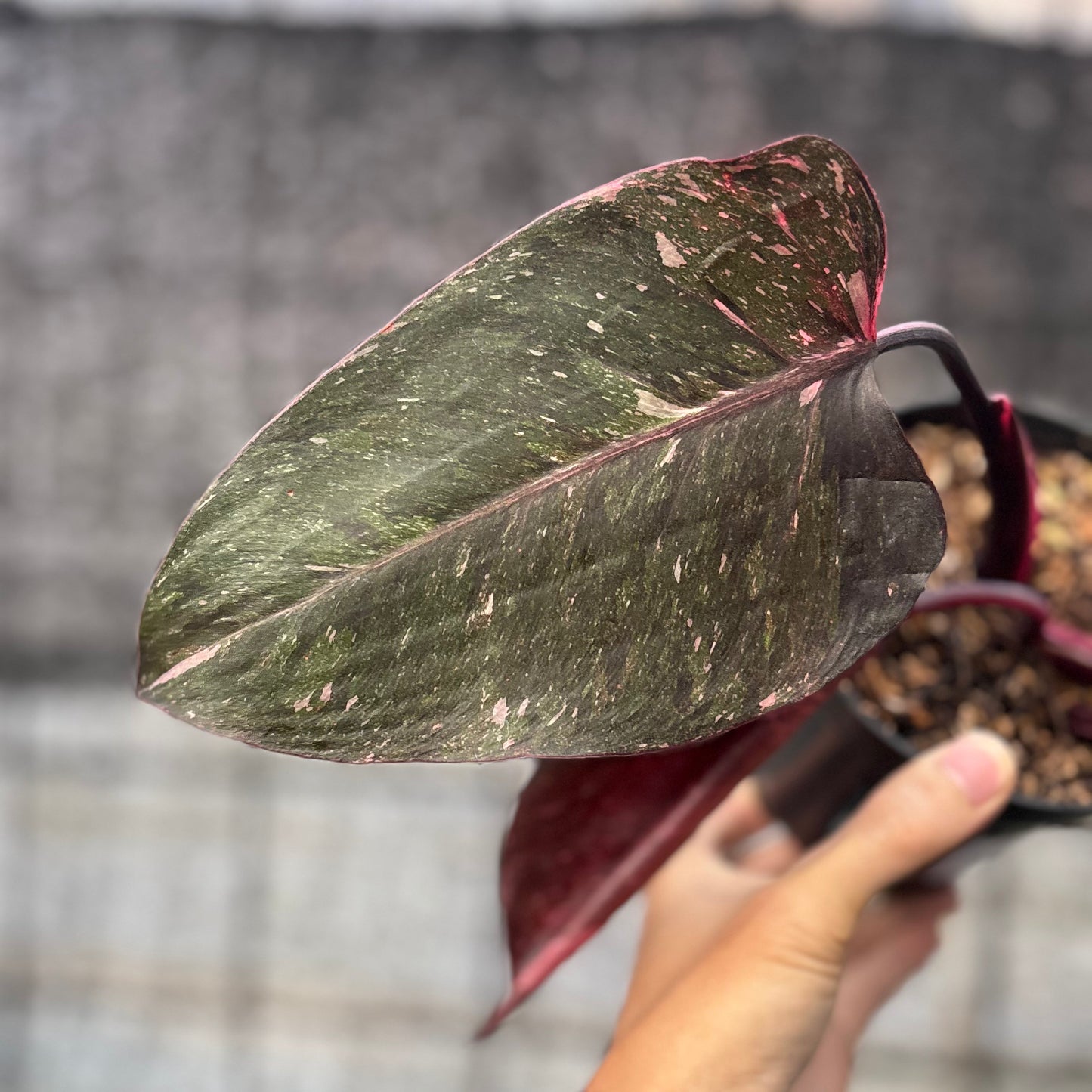 Philodendron Pink Princes Galaxy — photo 4
