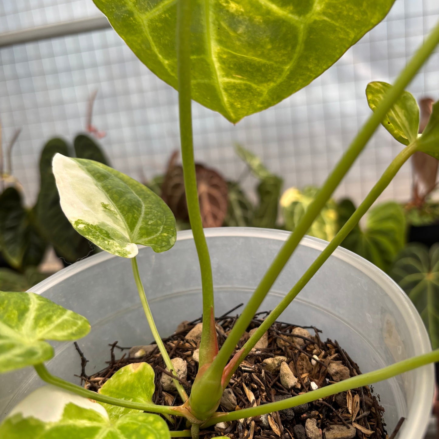 Anthurium Australian forgetii x (angela x black widow)
