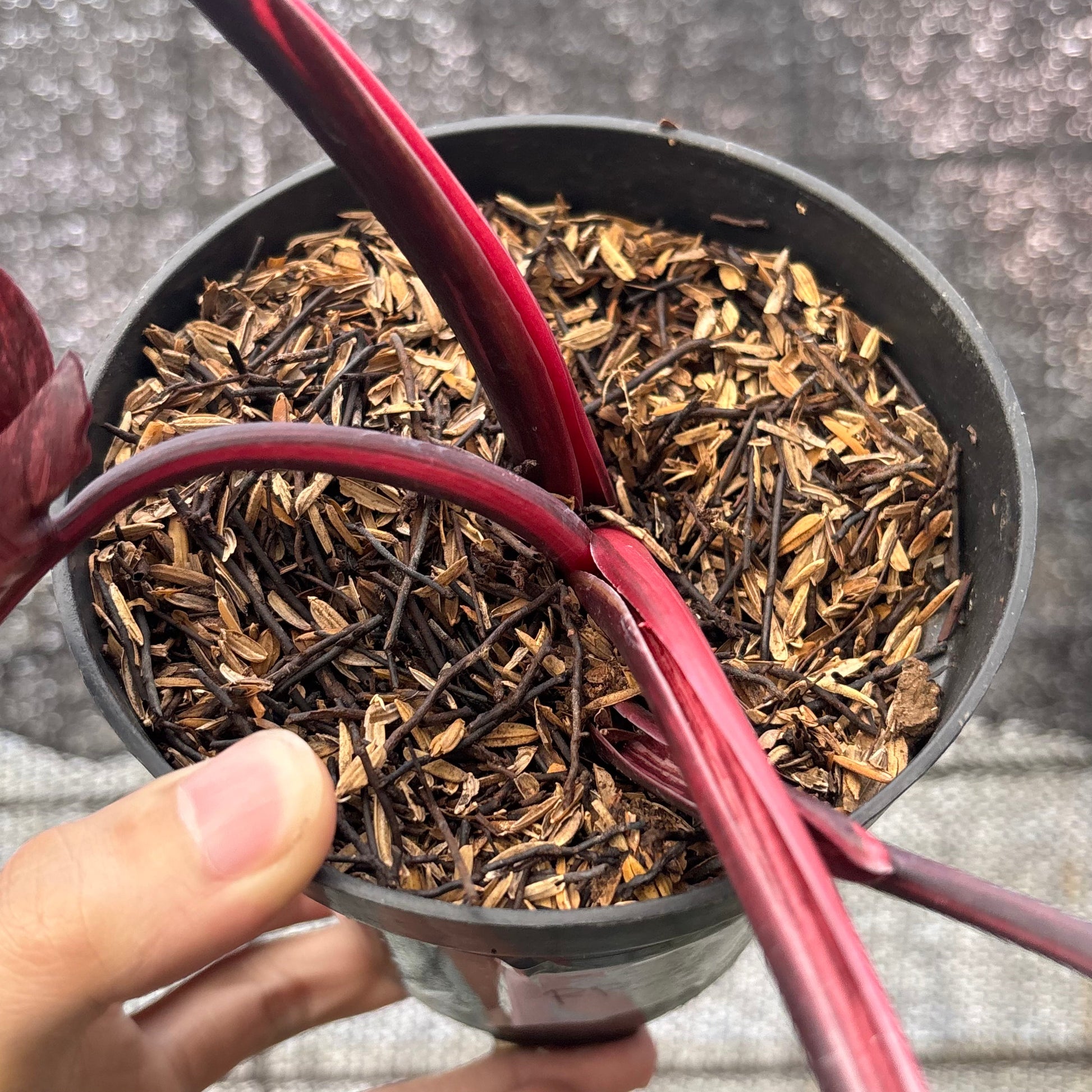 Philodendron Pink Princes Galaxy — photo 5