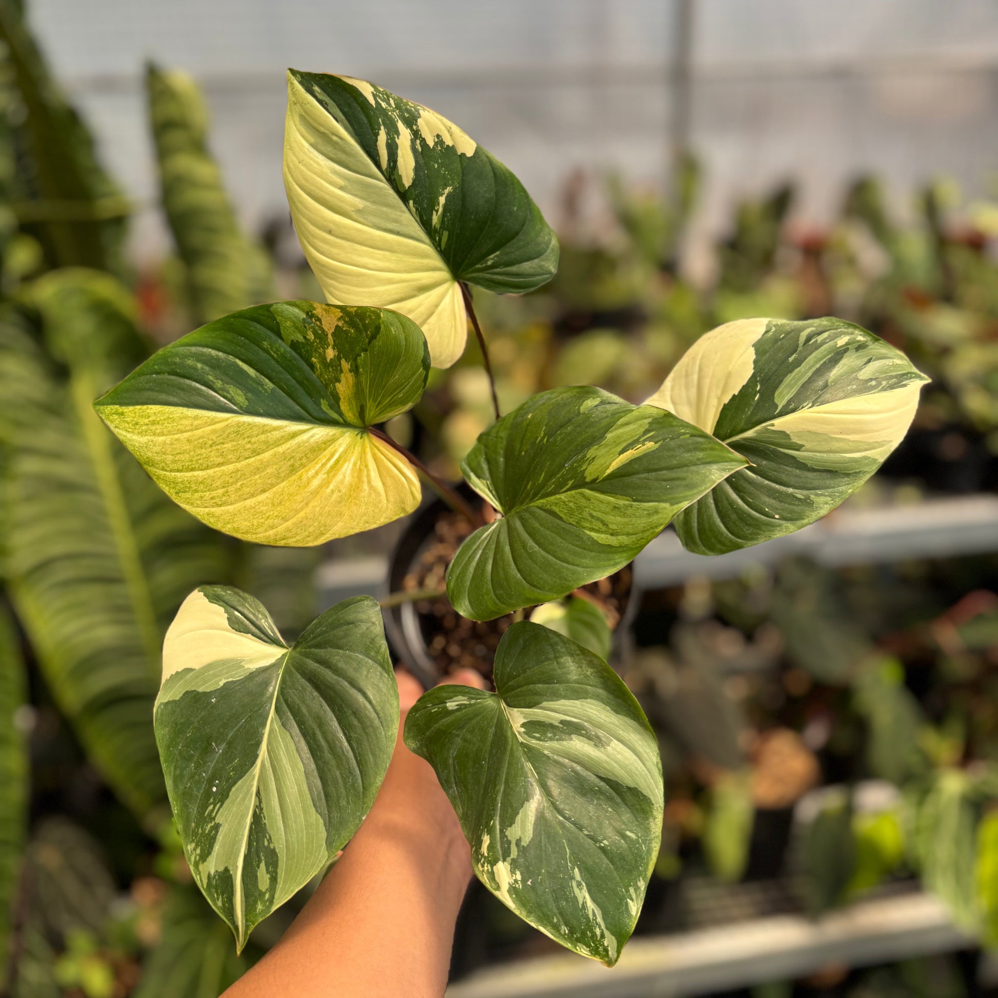 Homalomena Rubescens Pink Variegated — photo 6