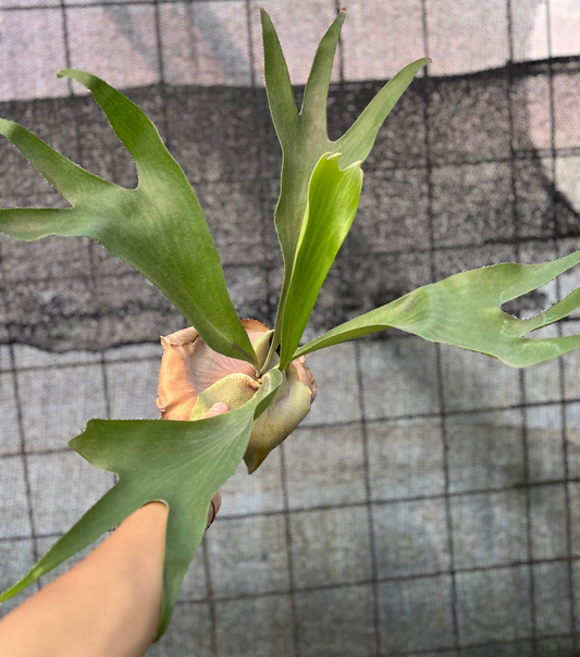 Platycerium Walichii — rare Indonesian plant