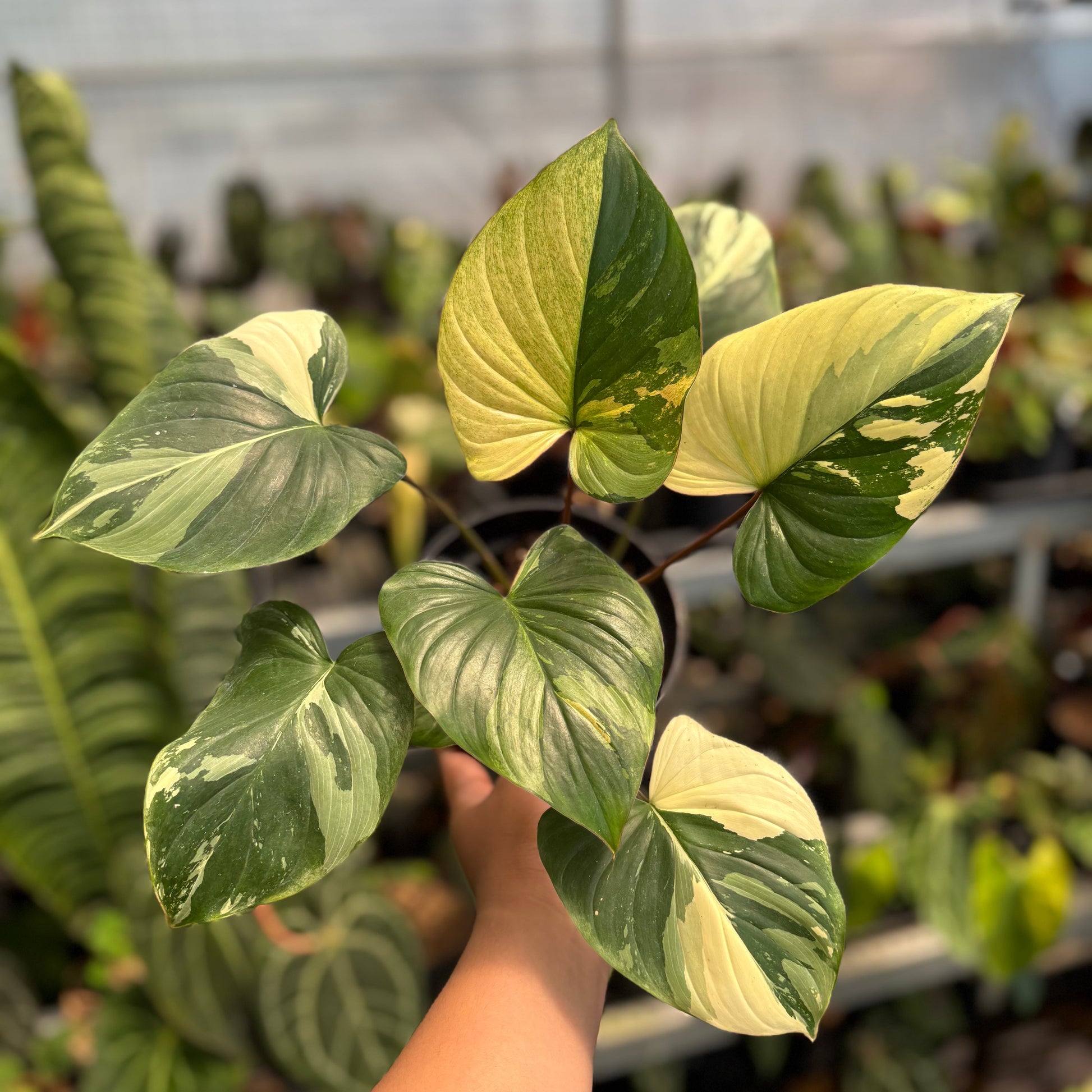Homalomena Rubescens Variegated - Indonesian Rare Plants