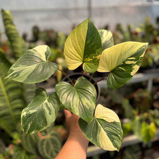 Homalomena Rubescens Variegated - Indonesian Rare Plants