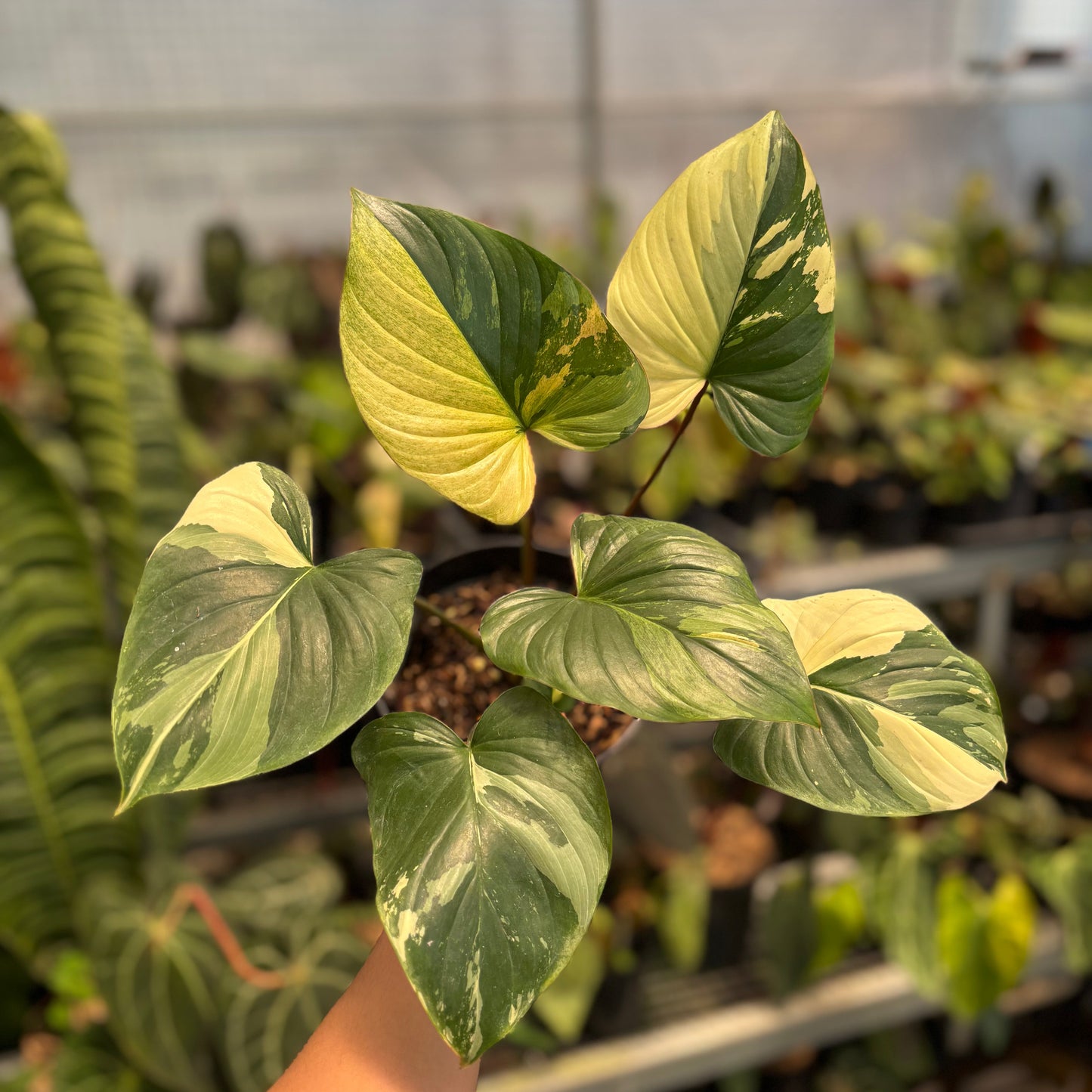 Homalomena Rubescens Variegated