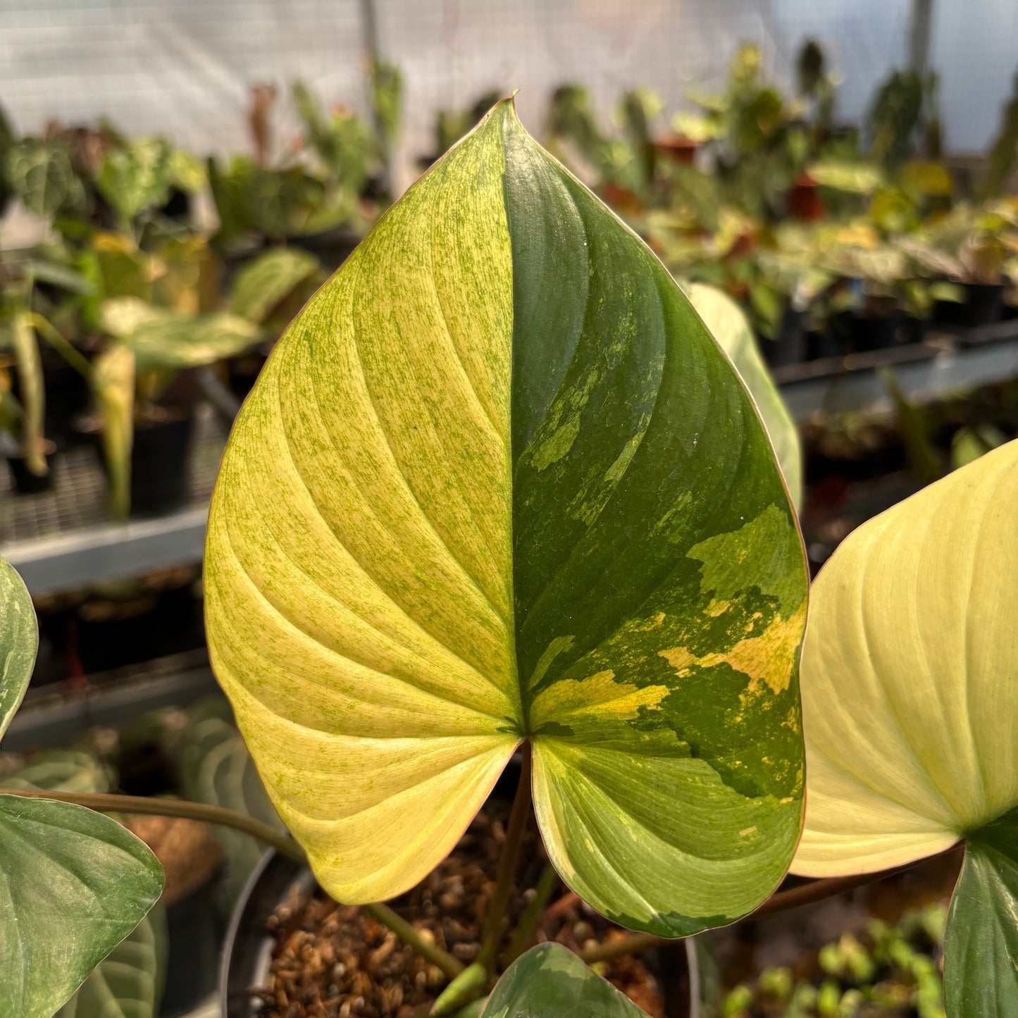 Homalomena Rubescens Pink Variegated — photo 2