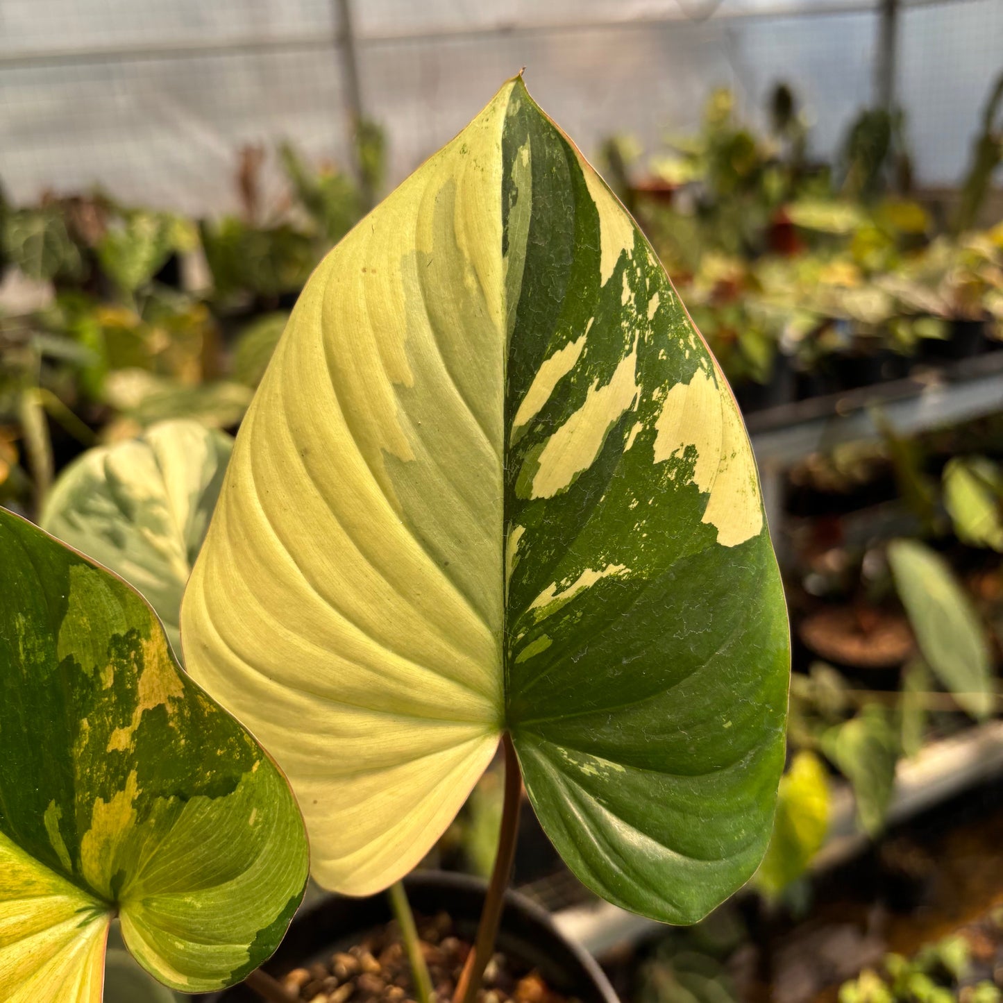 Homalomena Rubescens Pink Variegated — photo 3
