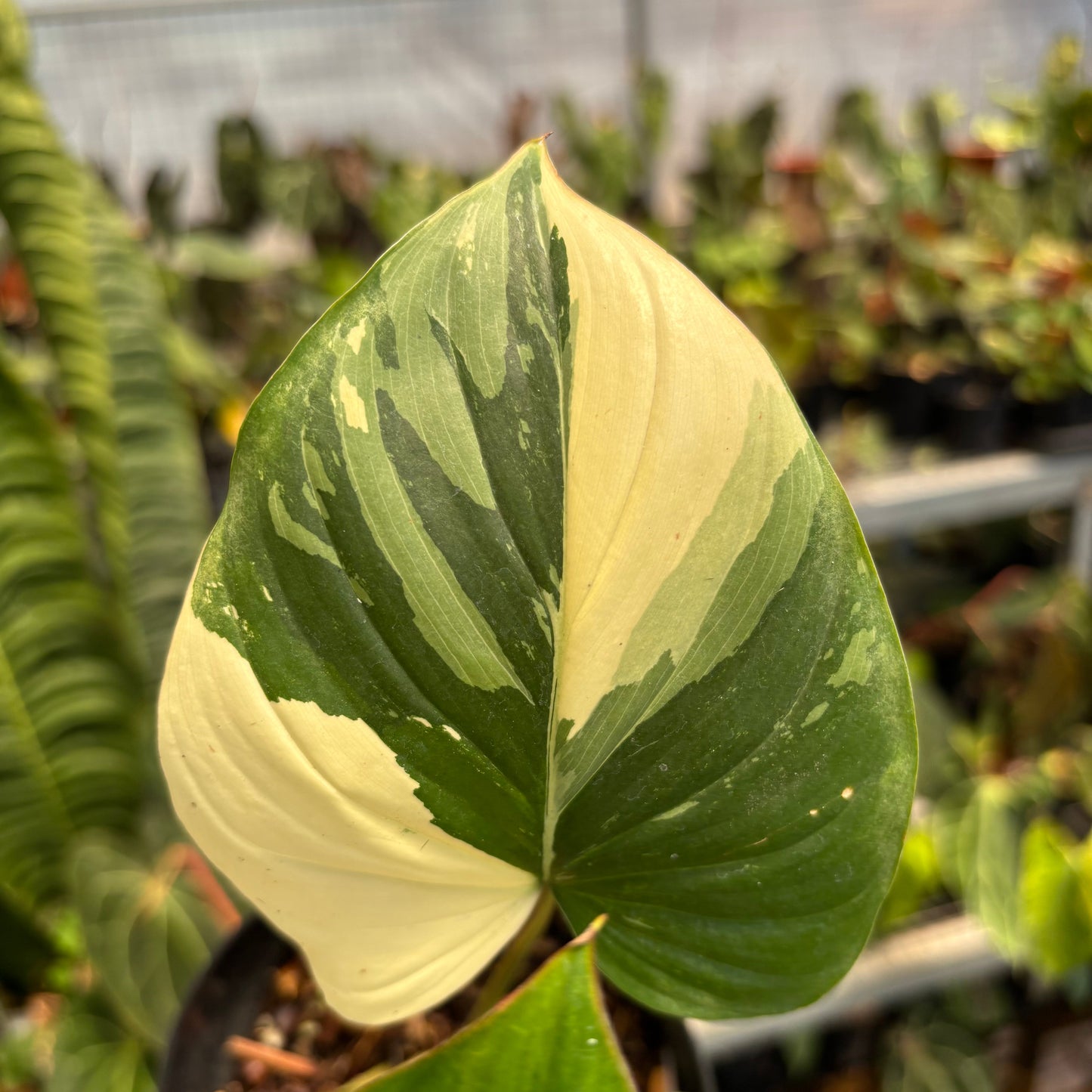Homalomena Rubescens Variegated
