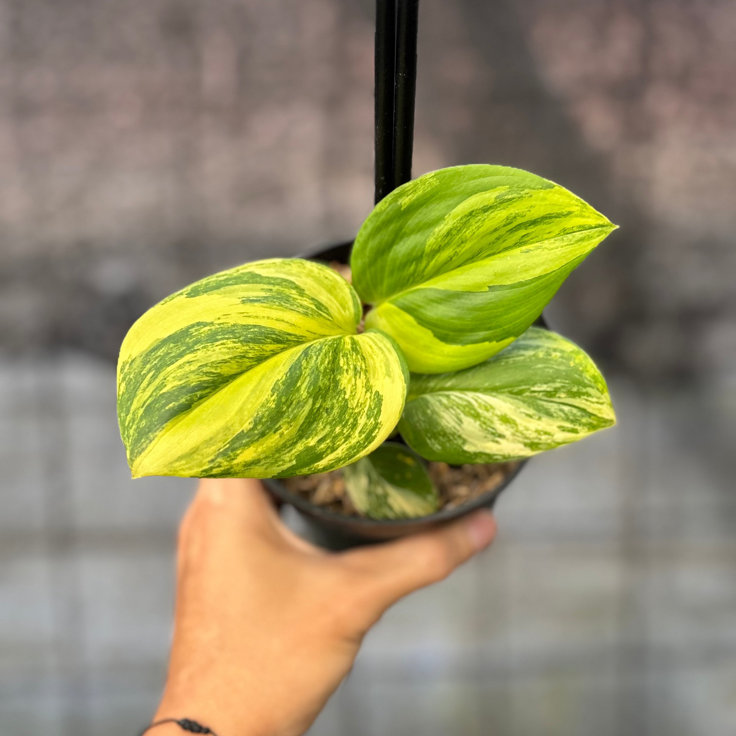 Scindapsus Rubicon — rare Indonesian plant