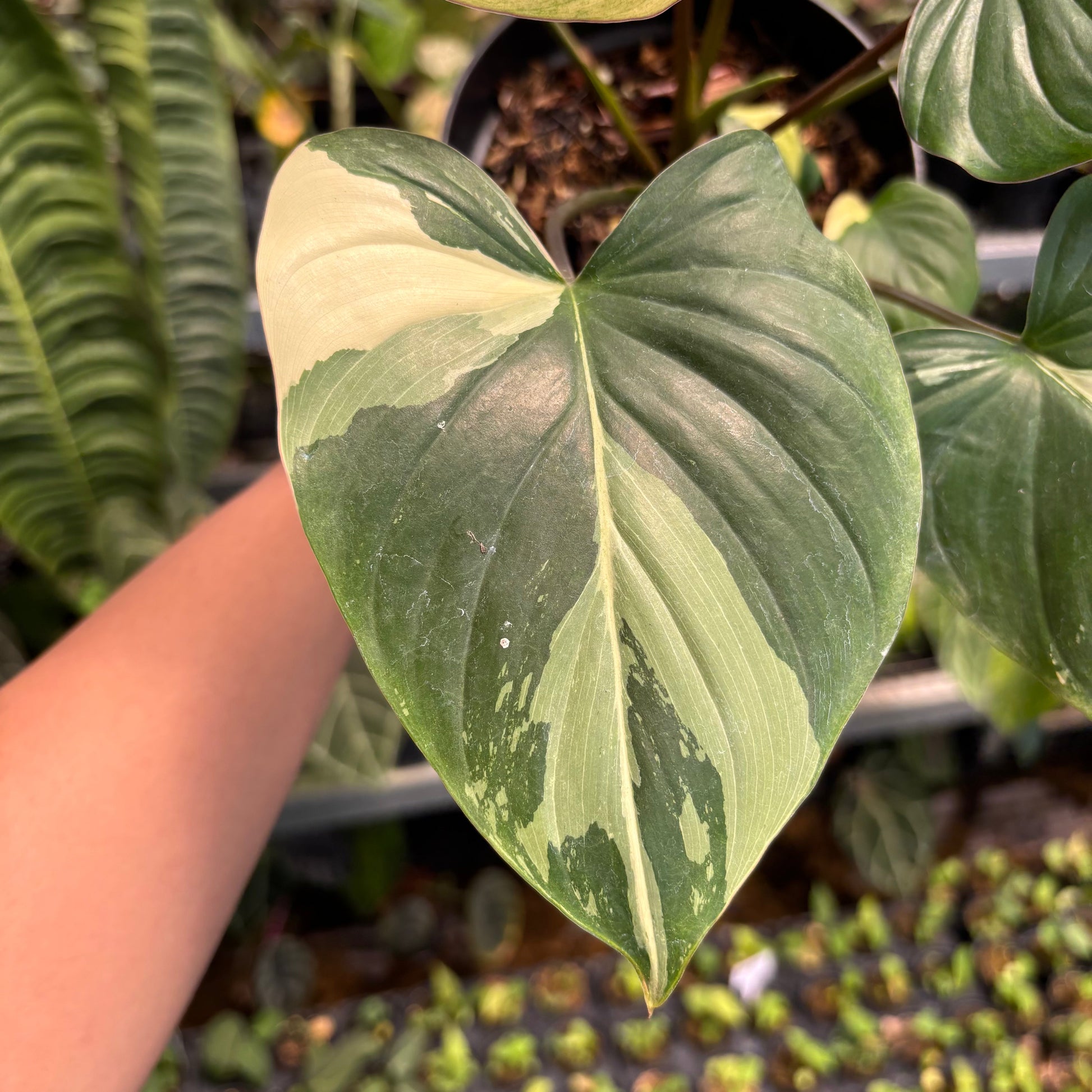 Homalomena Rubescens Pink Variegated — photo 5