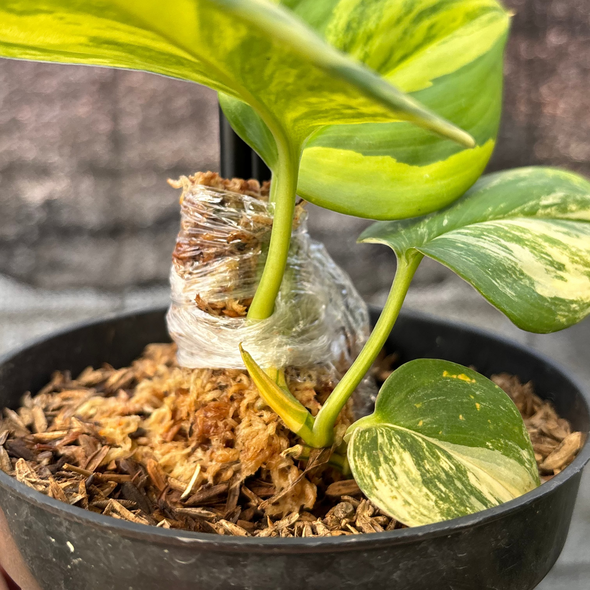 Scindapsus Rubicon — photo 4