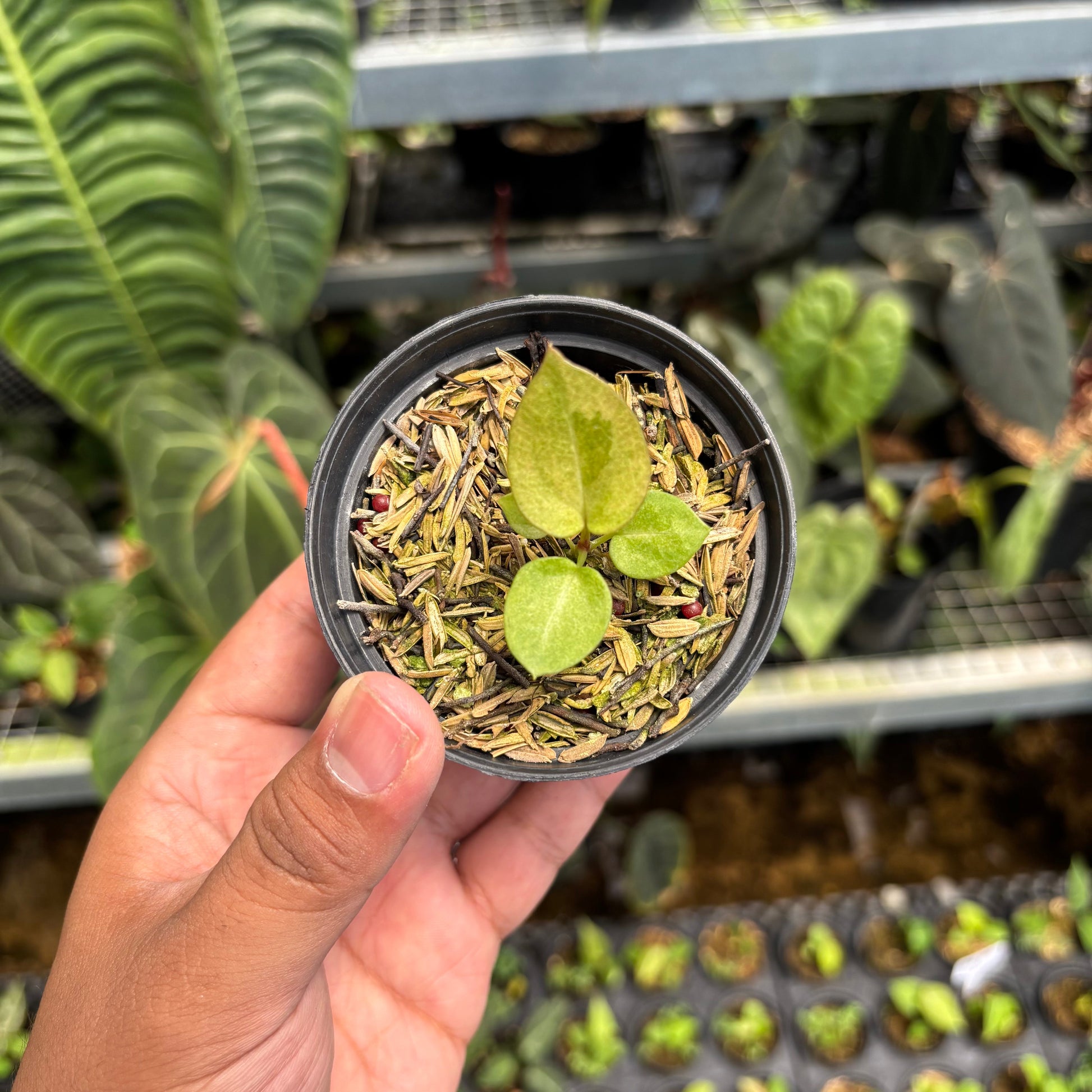 Anthurium Dark Handsom x Purple BVIT ZM - Indonesian Rare Plants