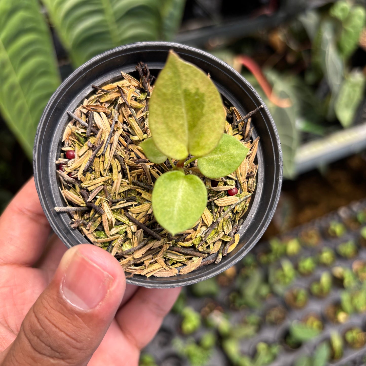Anthurium Dark Handsom x Purple BVIT ZM
