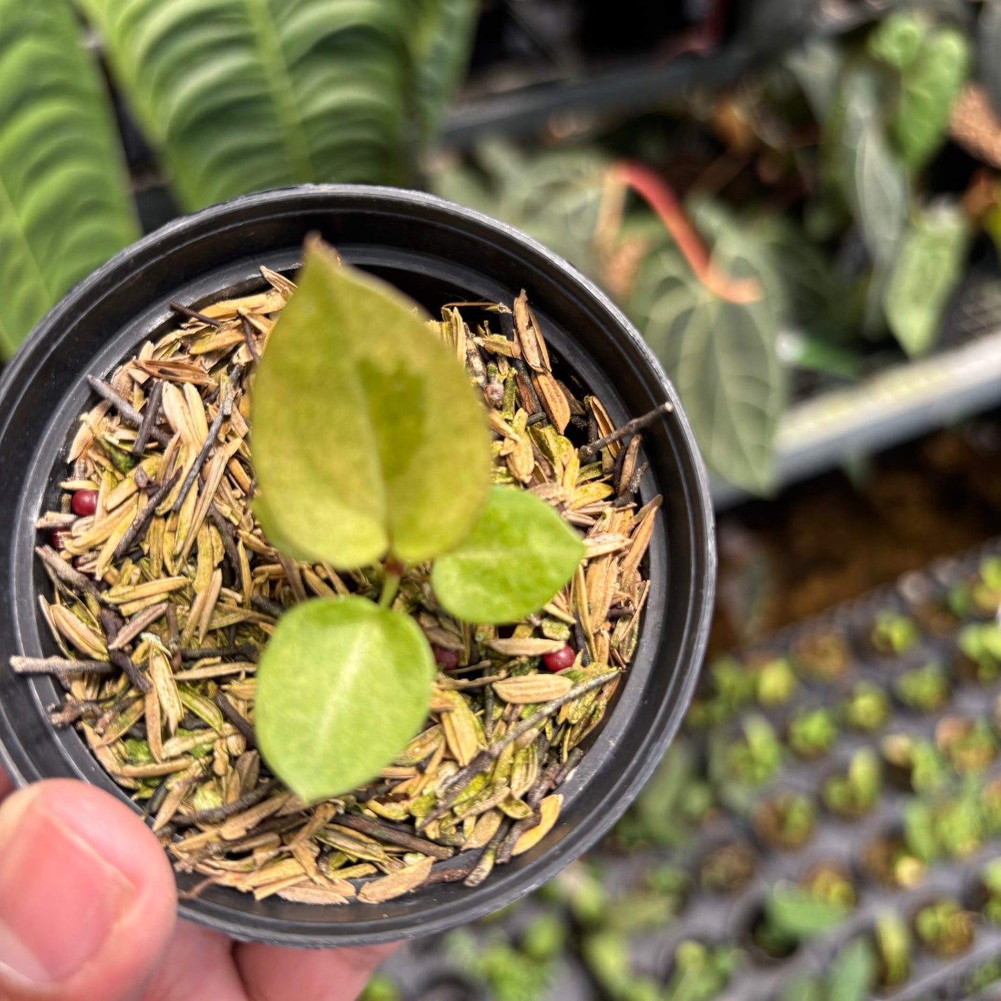 Anthurium Dark Handsom x Purple BVIT ZM