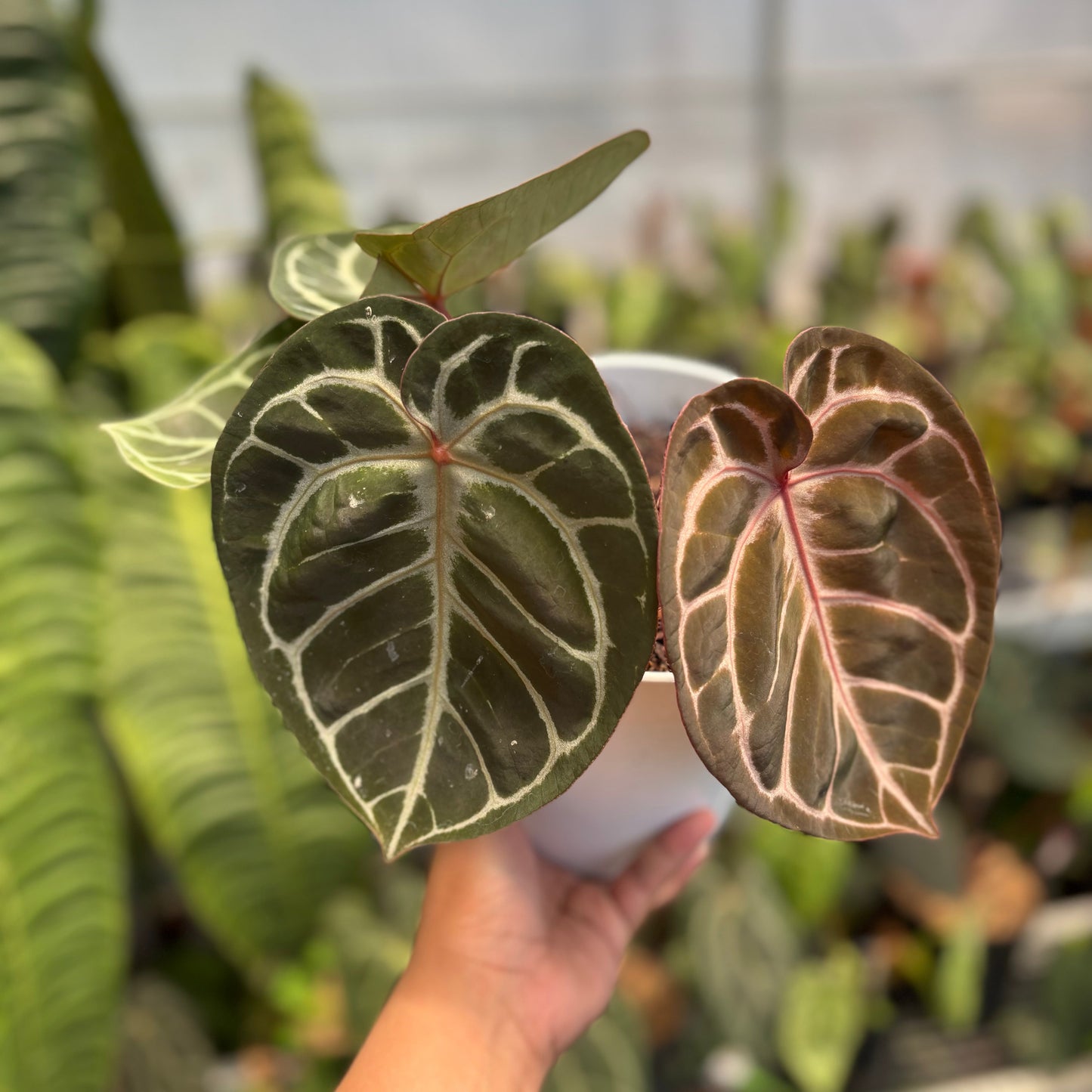 Anthurium Red Tiger