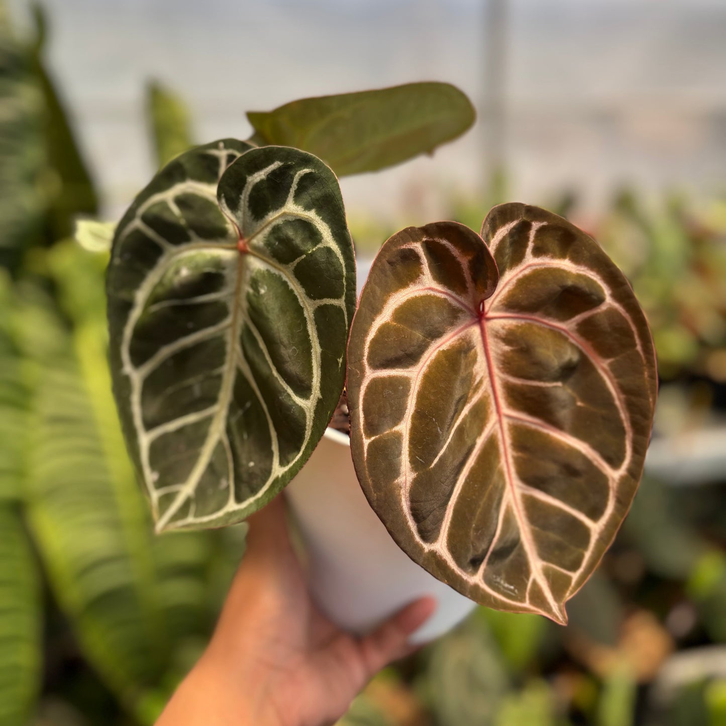 Anthurium Red Tiger
