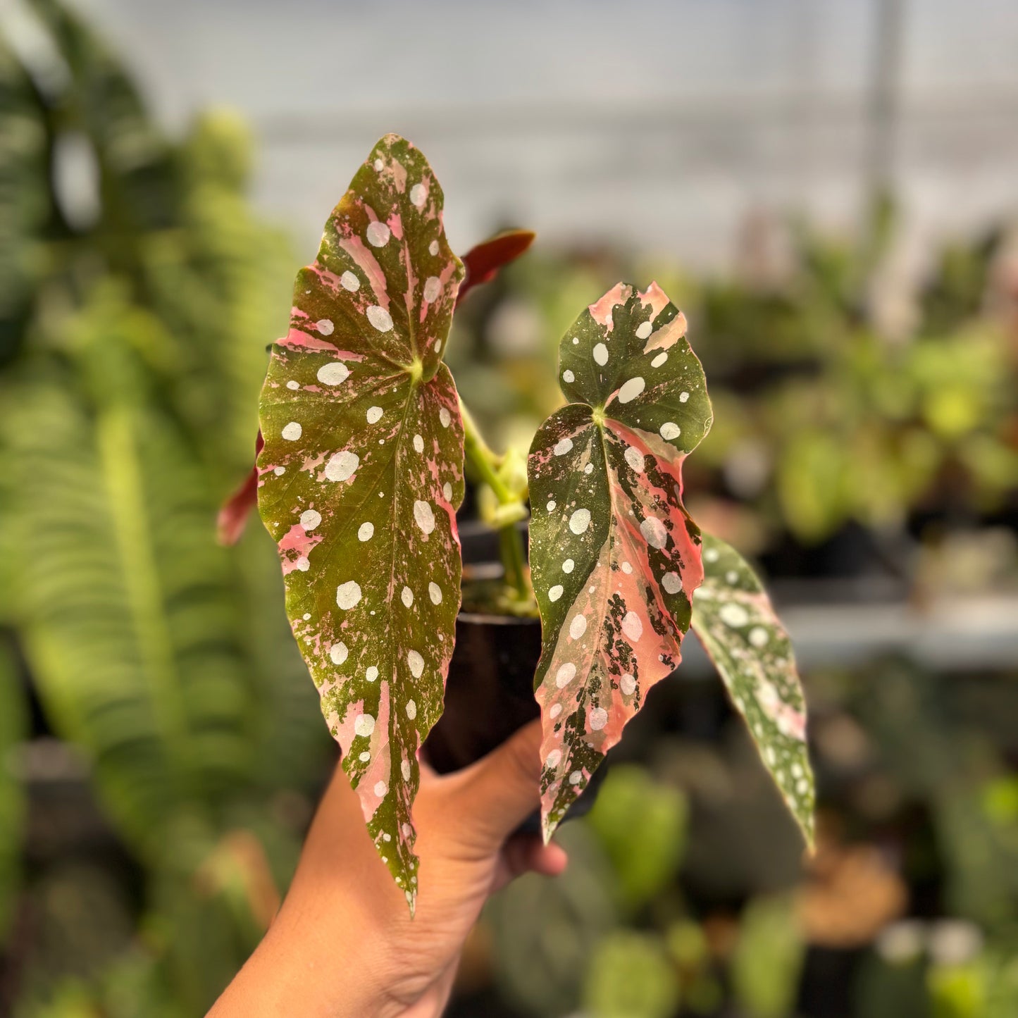 Begonia Maculata Variegated - Indonesian Rare Plants
