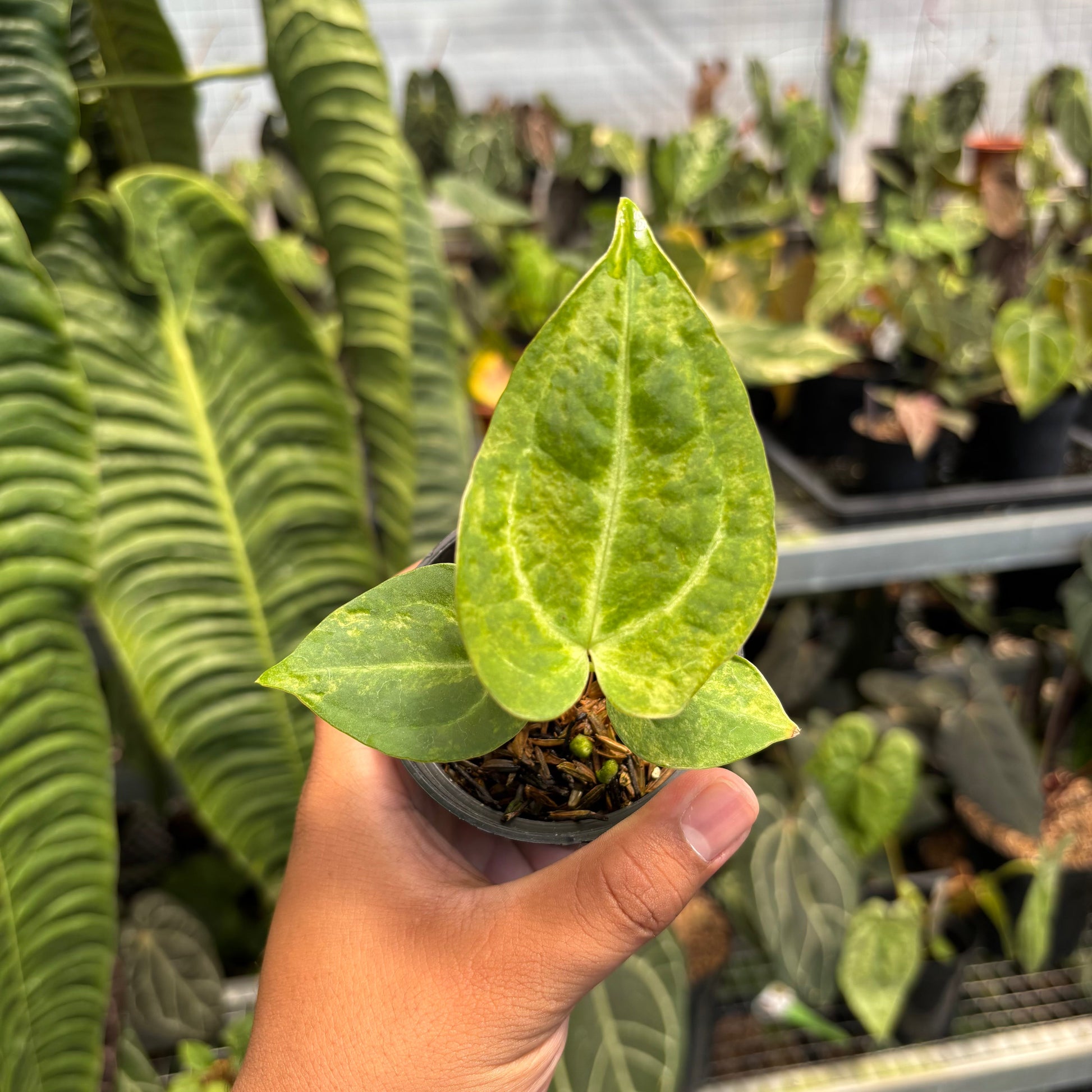 Anthurium Papi Pink x Crystal Dark Form - Indonesian Rare Plants